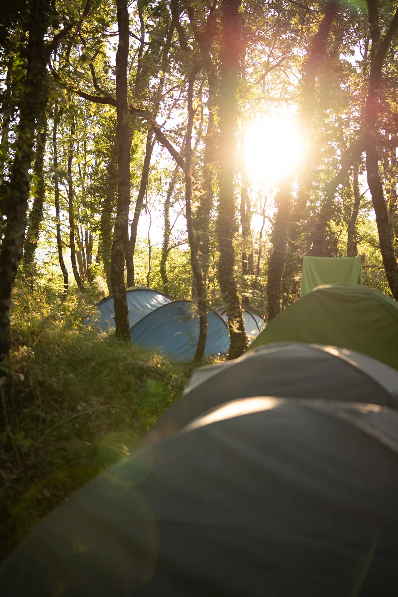 wildfest398.jpg