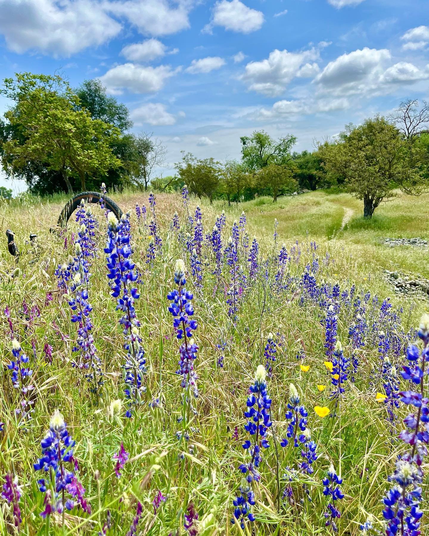 Sunny skies and wildflowers ahead this weekend ✌🏽🌈

#hereinsac #americanriverparkway #spring #wildflowers #getoutside