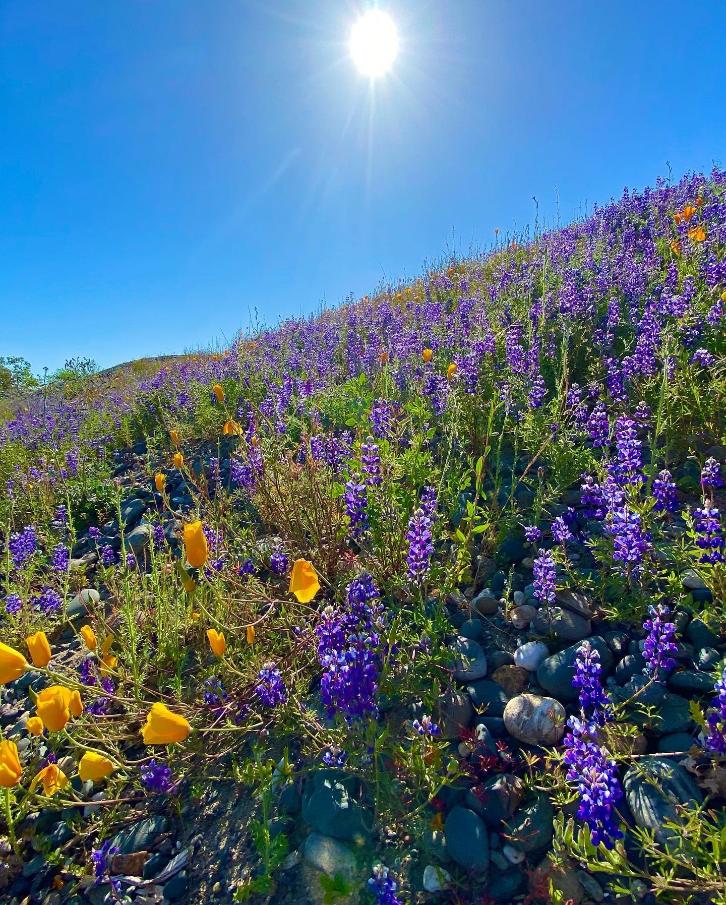 🪻Add this to your list of reasons to get outside this week.

📍 Sacramento Bar, 3 mile loop
✌🏽As always, message me for additional tips and details

#wildflower #sacramento #hereinsac #fairoaks #americanriverparkway #sacramentohikes #lupine #clover