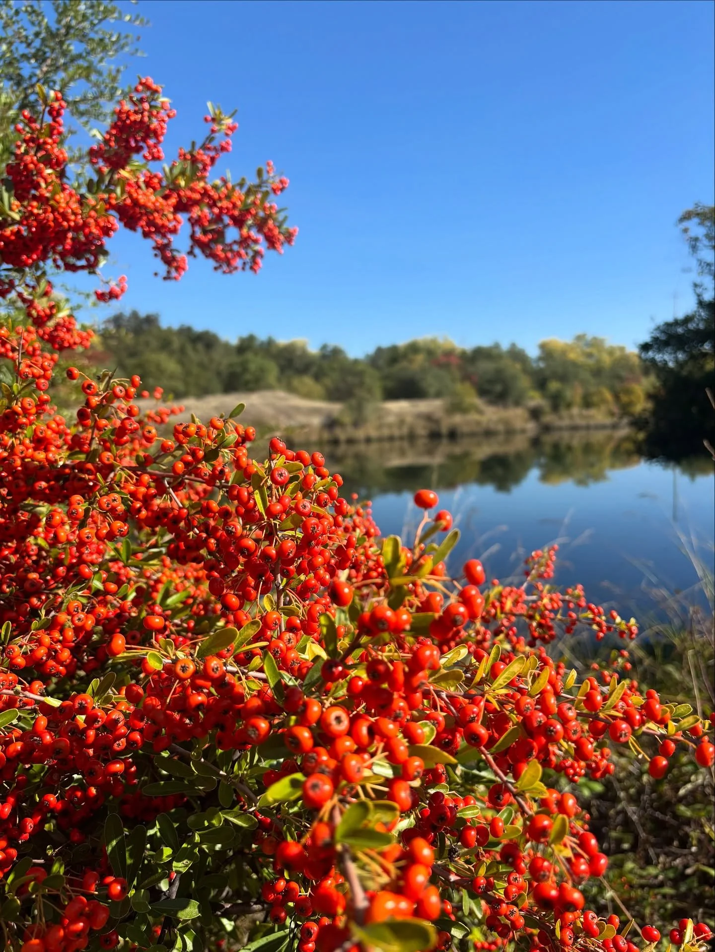 When I want a long loop that tires me out completely, I head to the very last adventure in my book: Mississippi Bar. 
The loop I like starts on Middleridge Trail, heads up to the bluffs, bee-lines down to the lake and follows as closely to the water