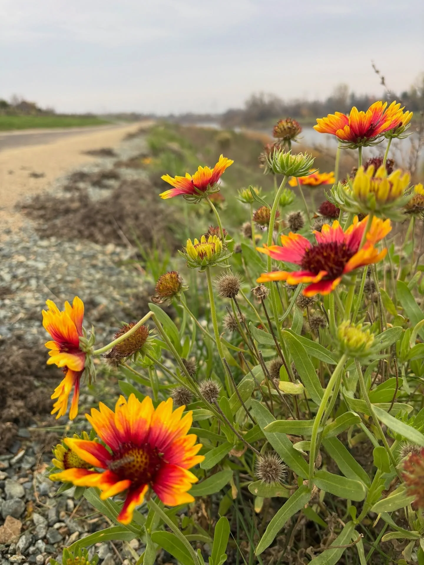 🌁 When the sky is cloudy, and you weren&rsquo;t looking for shade anyway &mdash; there&rsquo;s a 2-bridge loop that offers a good mix of river views and mildly scenic bridges (even though the vegetation took a pretty hard hit a few years back with t