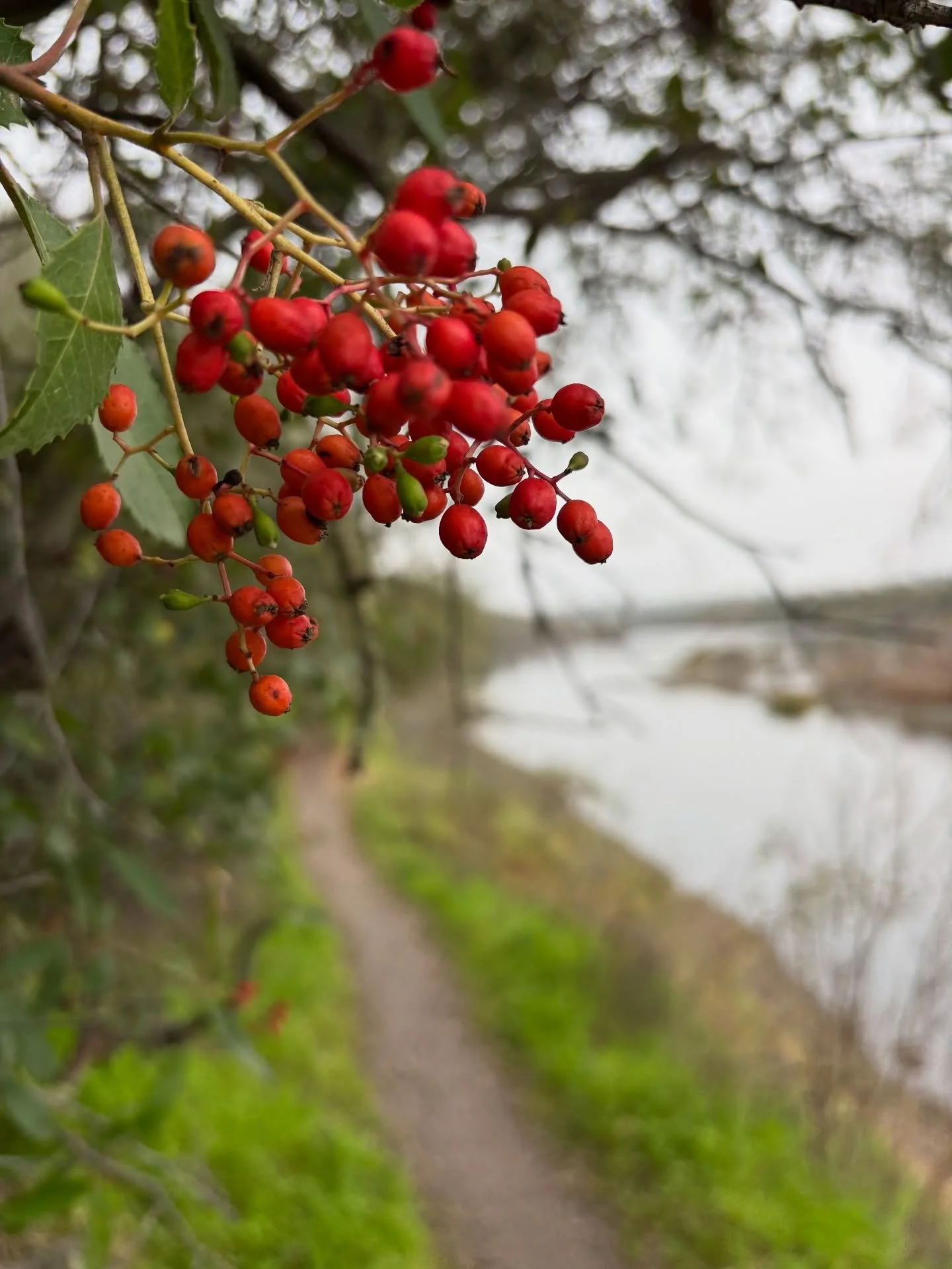 ☁️It&rsquo;s been an awfully grey, cold week&hellip; so I shifted my gaze to what&rsquo;s right in front of me, and it turns out that despite the mass death and decaying salmon there is beauty, bright colors and textures right beneath our noses.

🍄I