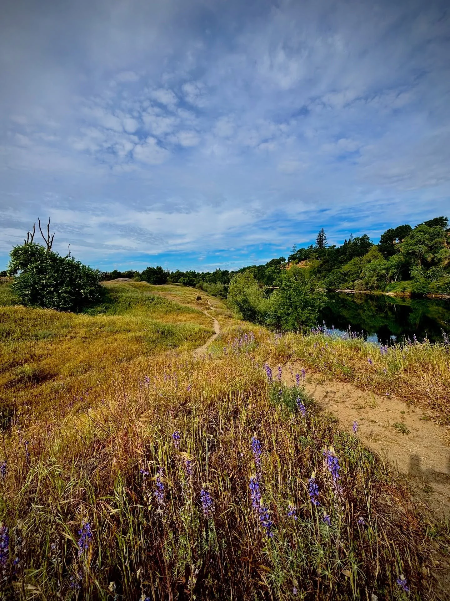 🌒👩🏽&zwj;🚀🌎What did those astronauts say about earth looking pretty special? 

#Trustusyoulookamazing #mildlyscenic #sacramento #americanriver #hereinsac #wildflower