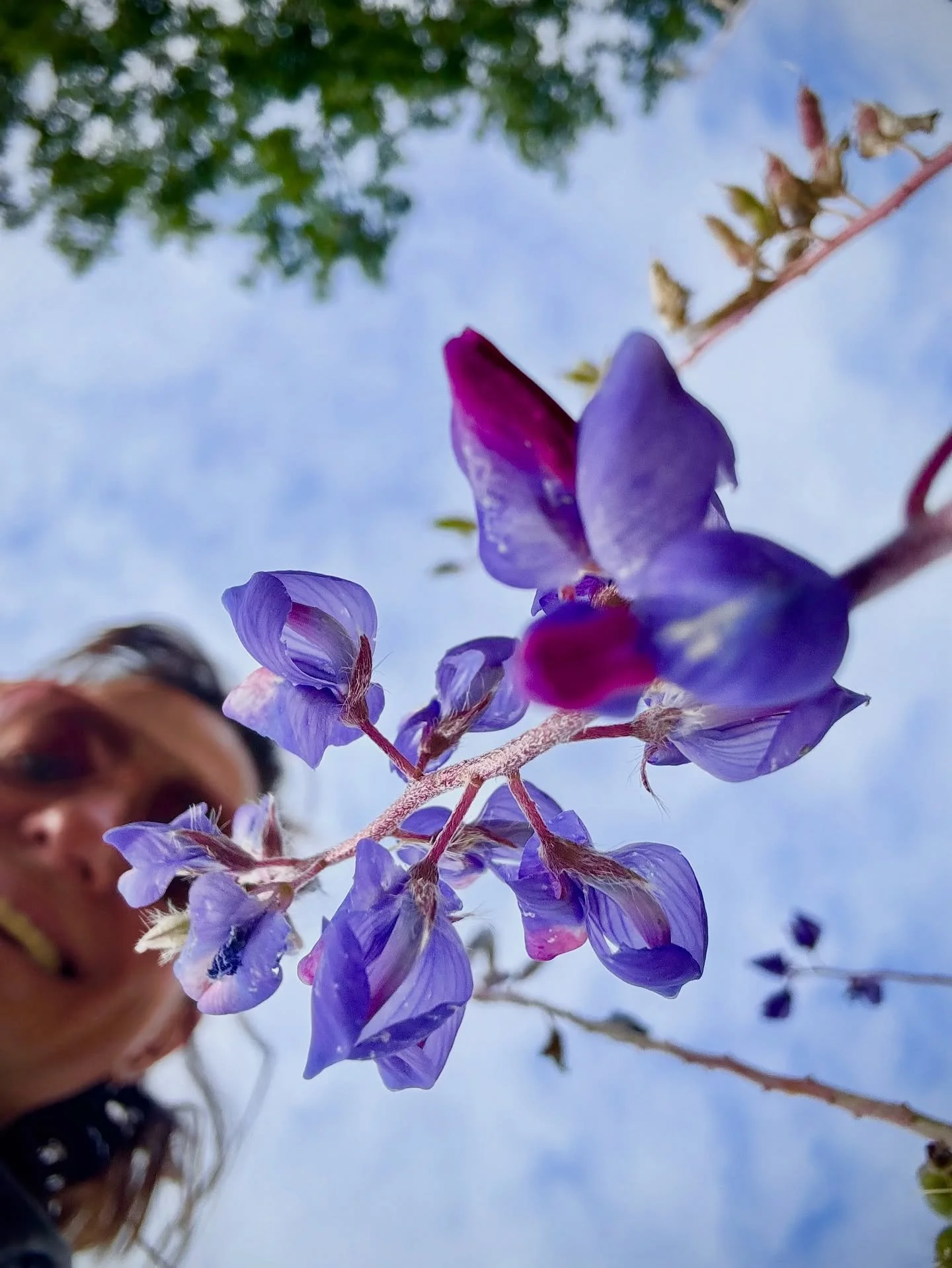 🪻The river is a-bloom for now but the seed pods are starting to set&hellip; the purple won&rsquo;t last long! 🫛

➡️Swipe to see 🐛 (had to slip it in!)
📍 Chapter 17, Mildly Scenic
📕 Buy, borrow or download my trail guide at the link in bio 

#mil