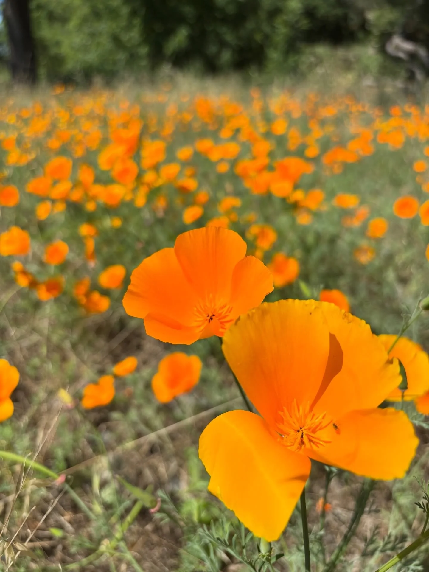 🧡🧡The poppies are crushing it out there 🧡🧡

📍Sailor Bar
📙Chapter 17E, Mildly Scenic
💫3.5 mile loop
☀️ Lotta sun, so many 🌼
➡️Swipe for the river views 👌🏽

#mildlyscenic #californiapoppies #sacramento #rivertrails #wildflowers