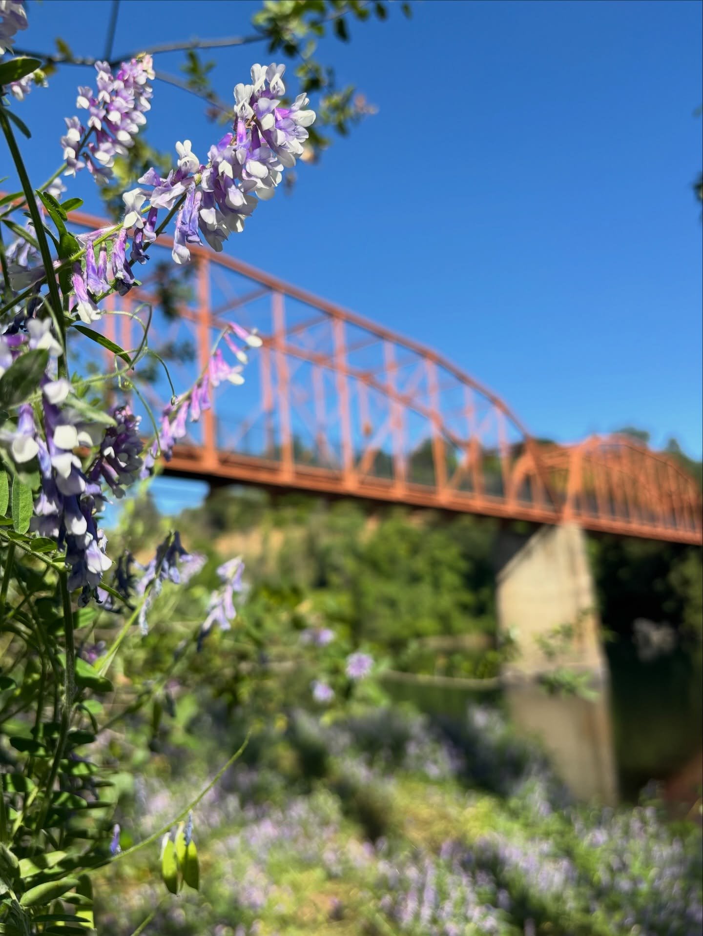 💜💙If there is such a thing as peak vetch season, well then I declare we are squarely in it. It&rsquo;s perfectly purple out there, people. Please &mdash; go partake!

🫛 Vetch is the flowering plant that climbs and vines its way over everything inc