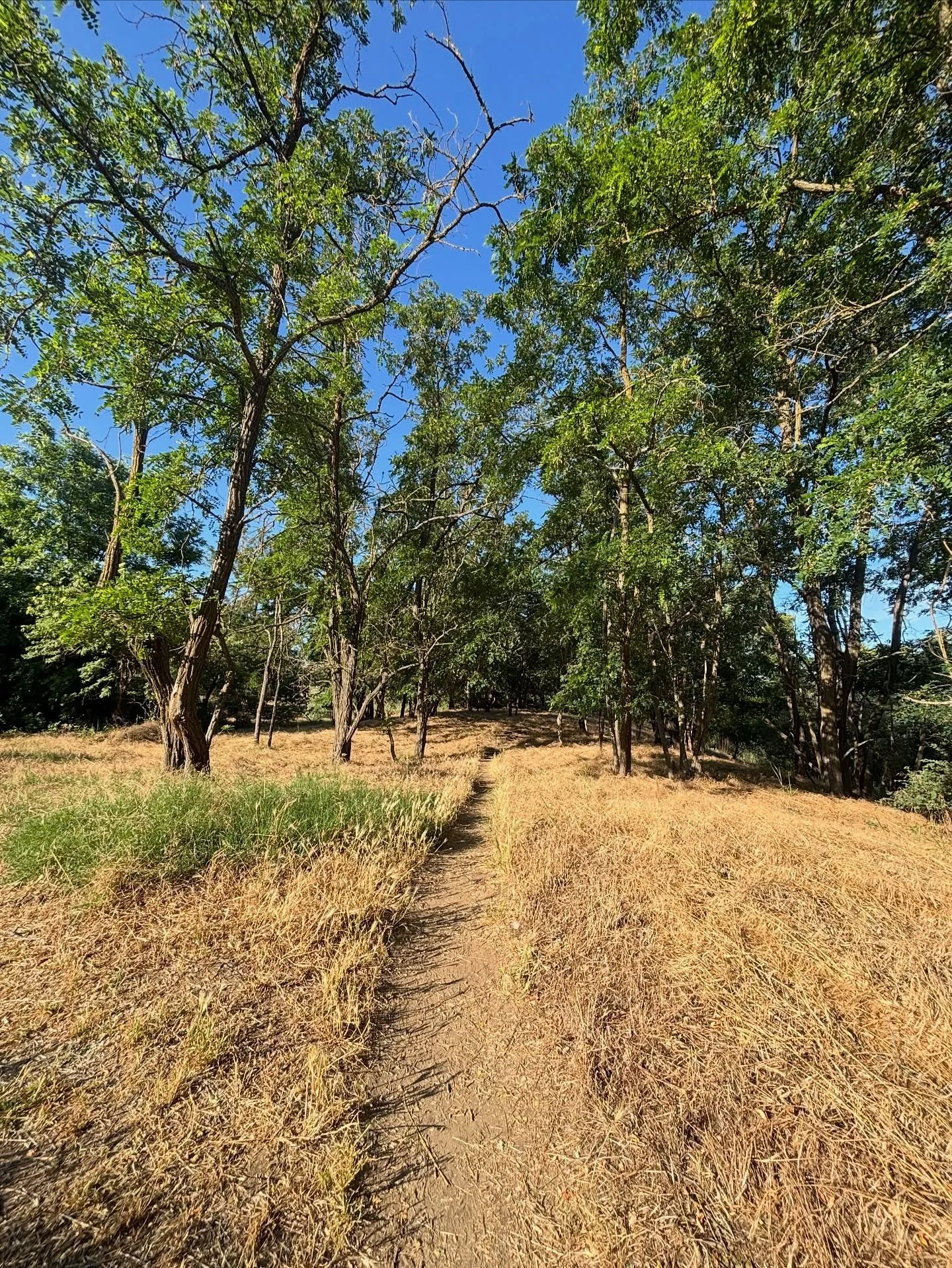Well well well&hellip; summer is back. The mornings are crisp for running and the grasses are turning&hellip; golden. 💛⭐️🌟

📍 Gristmill Recreation Area to Watt Ave
📕 Chapters 5 &amp; 6, Mildly Scenic
🏃&zwj;♀️ 3.5 miles
✌🏽 Buy, borrow or downloa