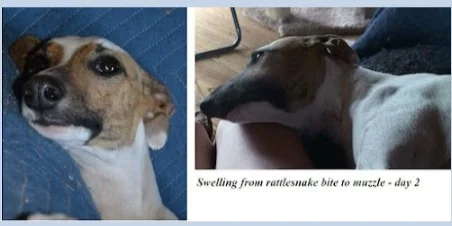 rattlesnake bite to dog