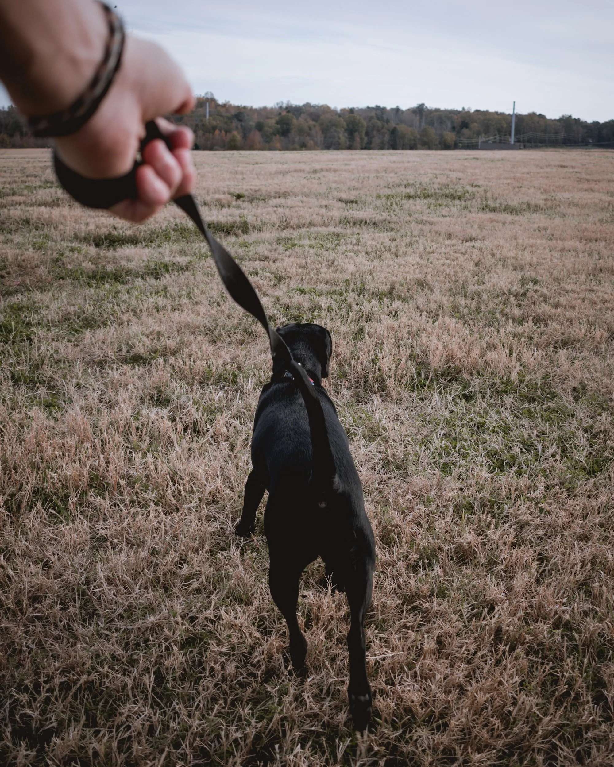 Person holding a leash and walking a black dog in an open grassy field with a forest in the background.