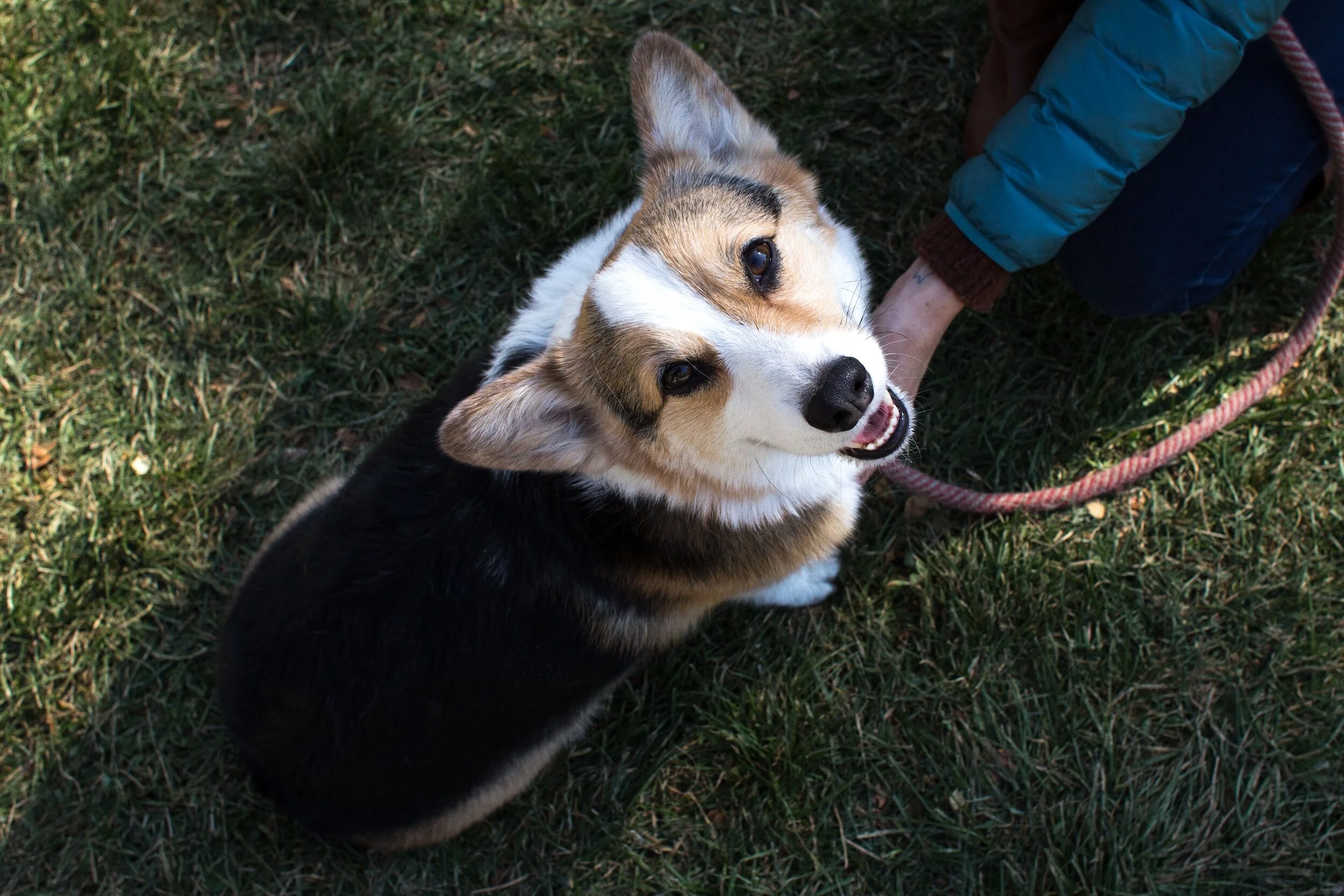 Corgi dog on grass with a leash