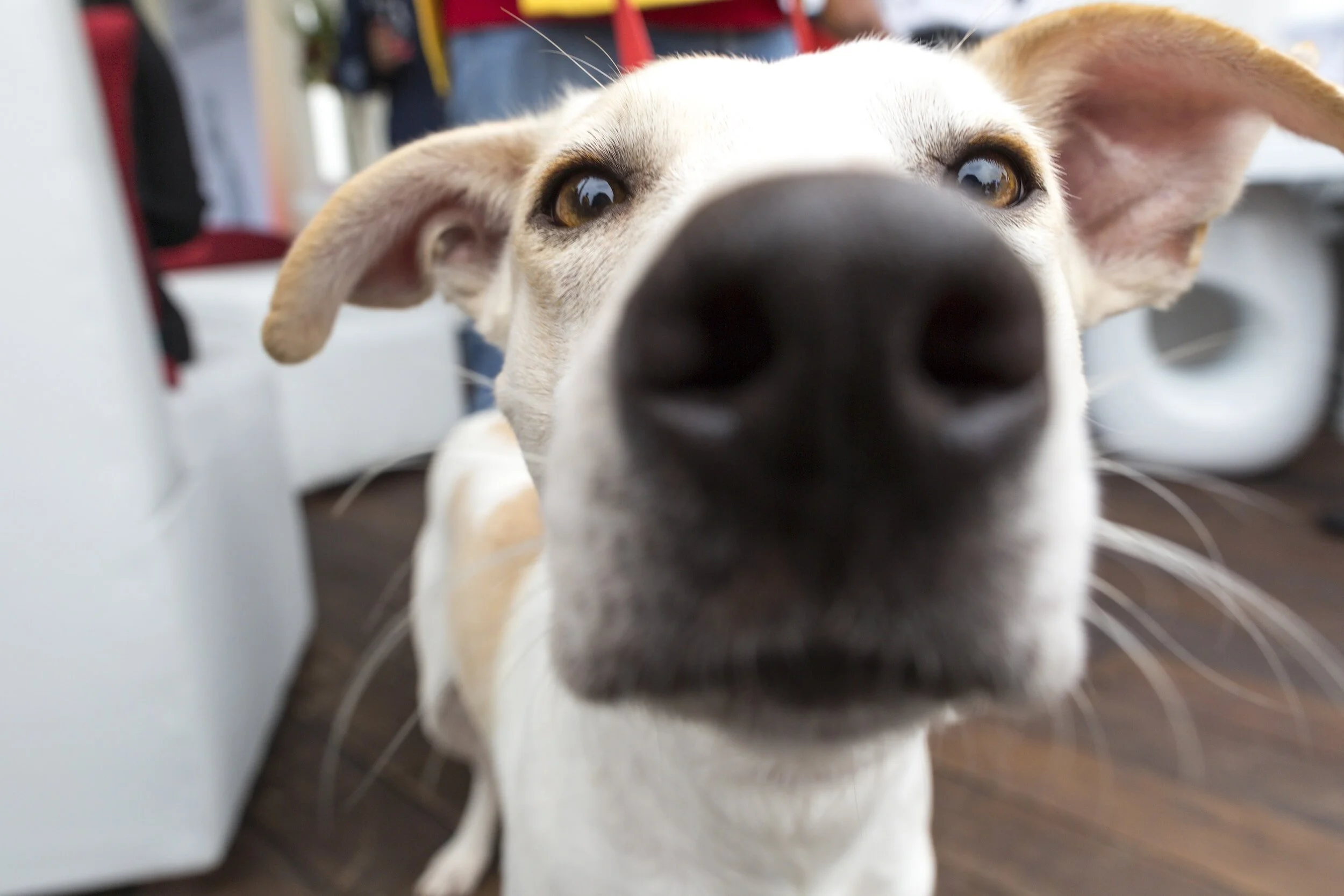 Close-up of a dog's nose with floppy ears, focusing on the dog's curious expression.