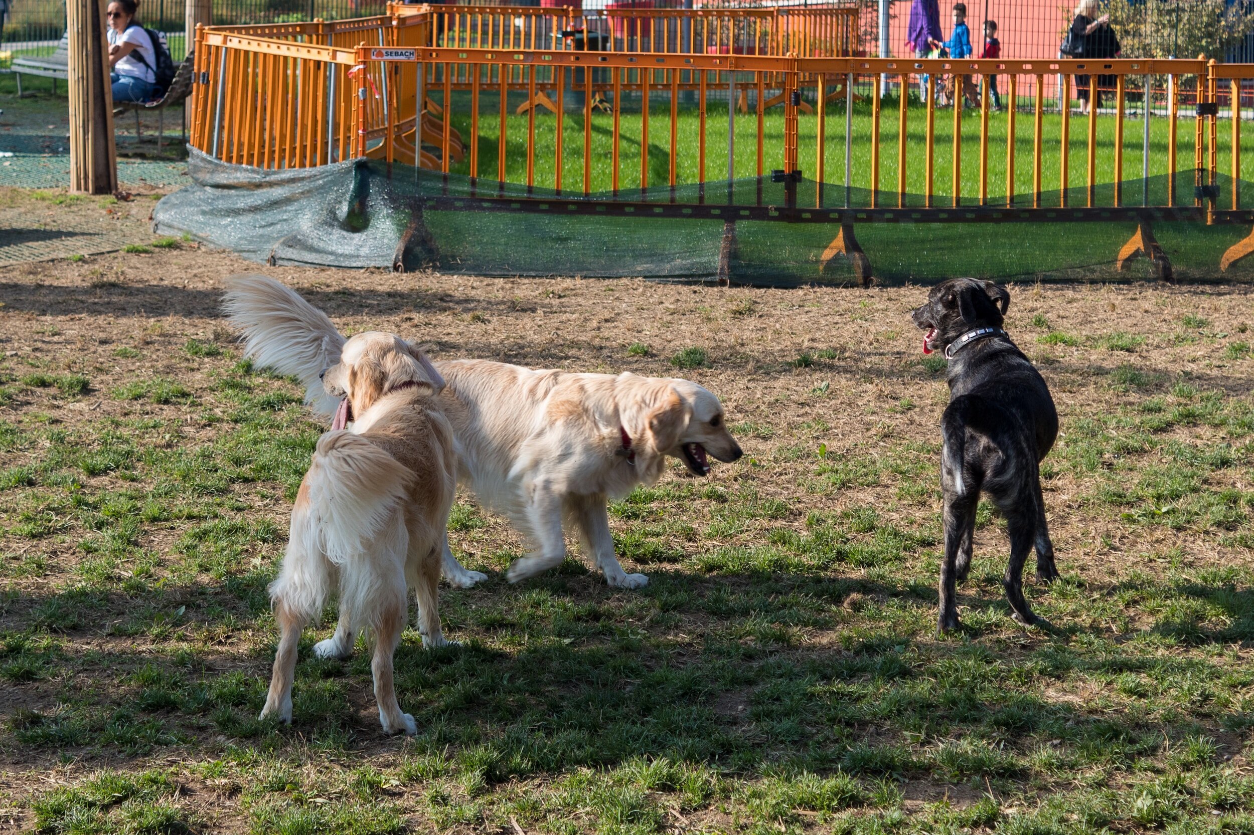 Dog Parks...the good, the bad, and the ugly