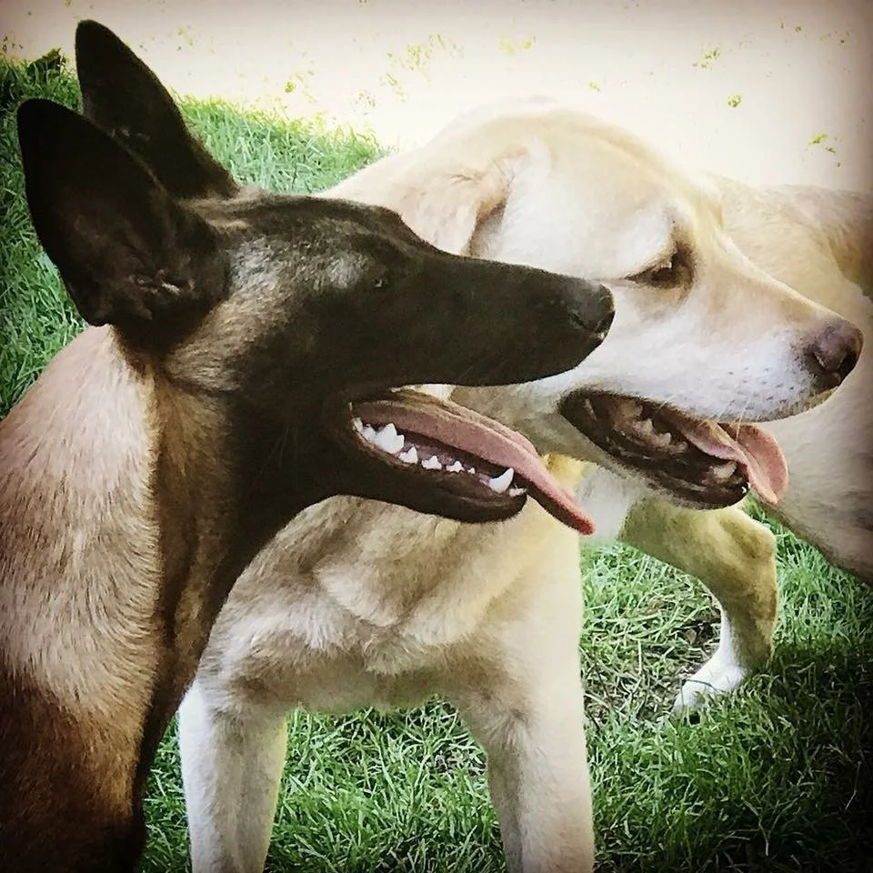 Choosing a Dog