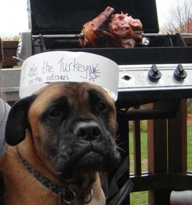 Happy Holidays for the HOUNDS