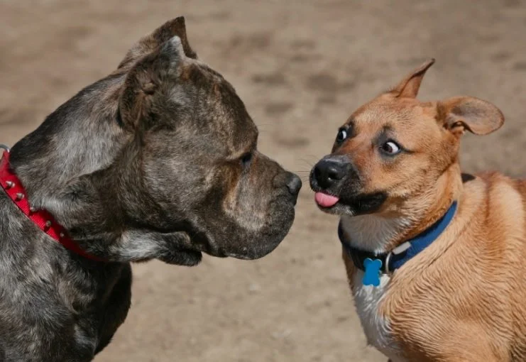 URBAN OVERLOAD - The Canine Behavior Epidemic