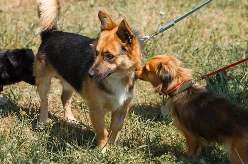 More on Leash Aggression &amp; Urban Overload