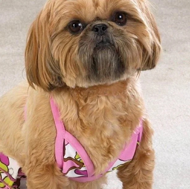 Proper Canine Socialization - Dogs are like BOOBS.