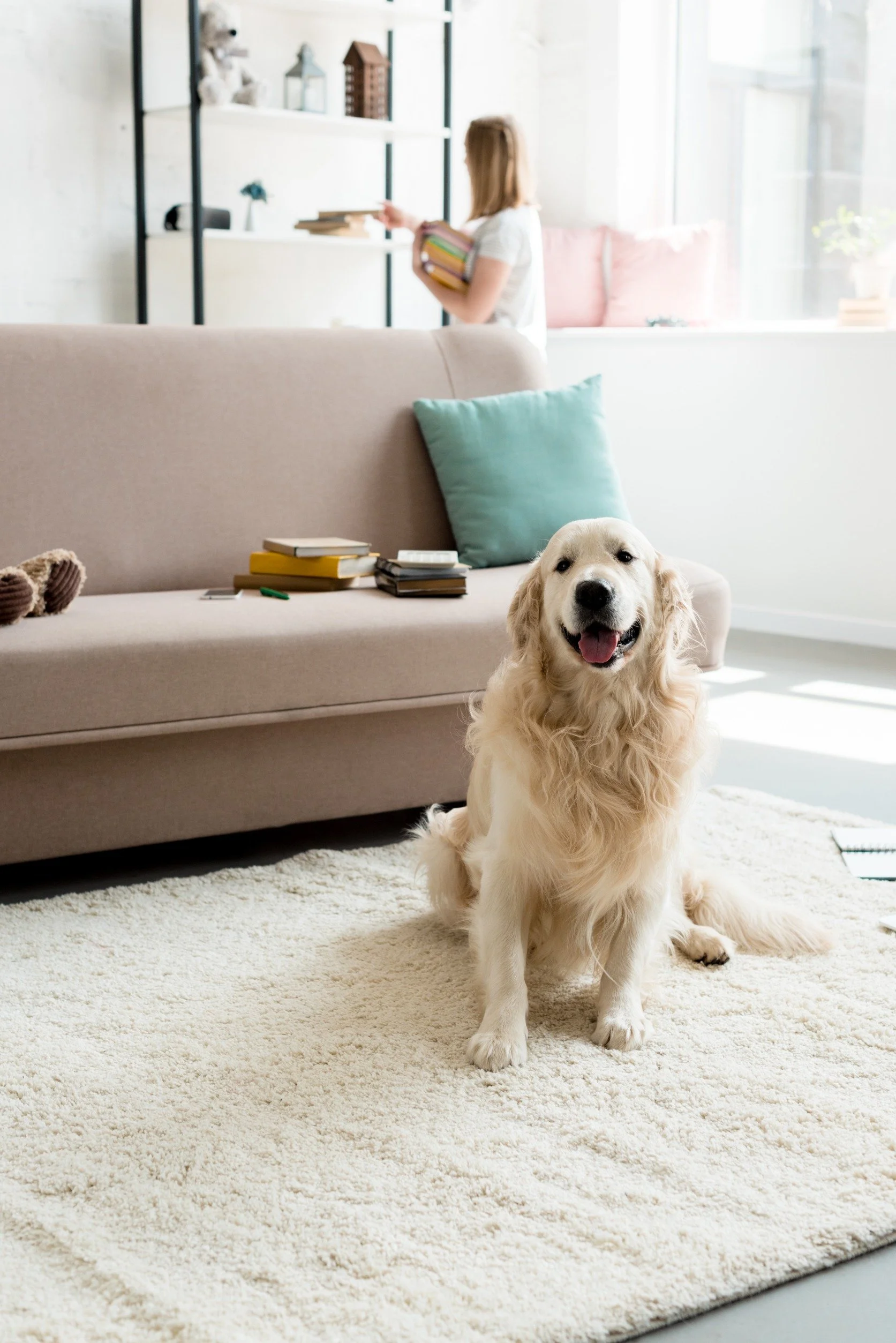 Golden retriever sitting on a light-colored rug in a living room with a beige couch and a woman arranging books on a shelf.