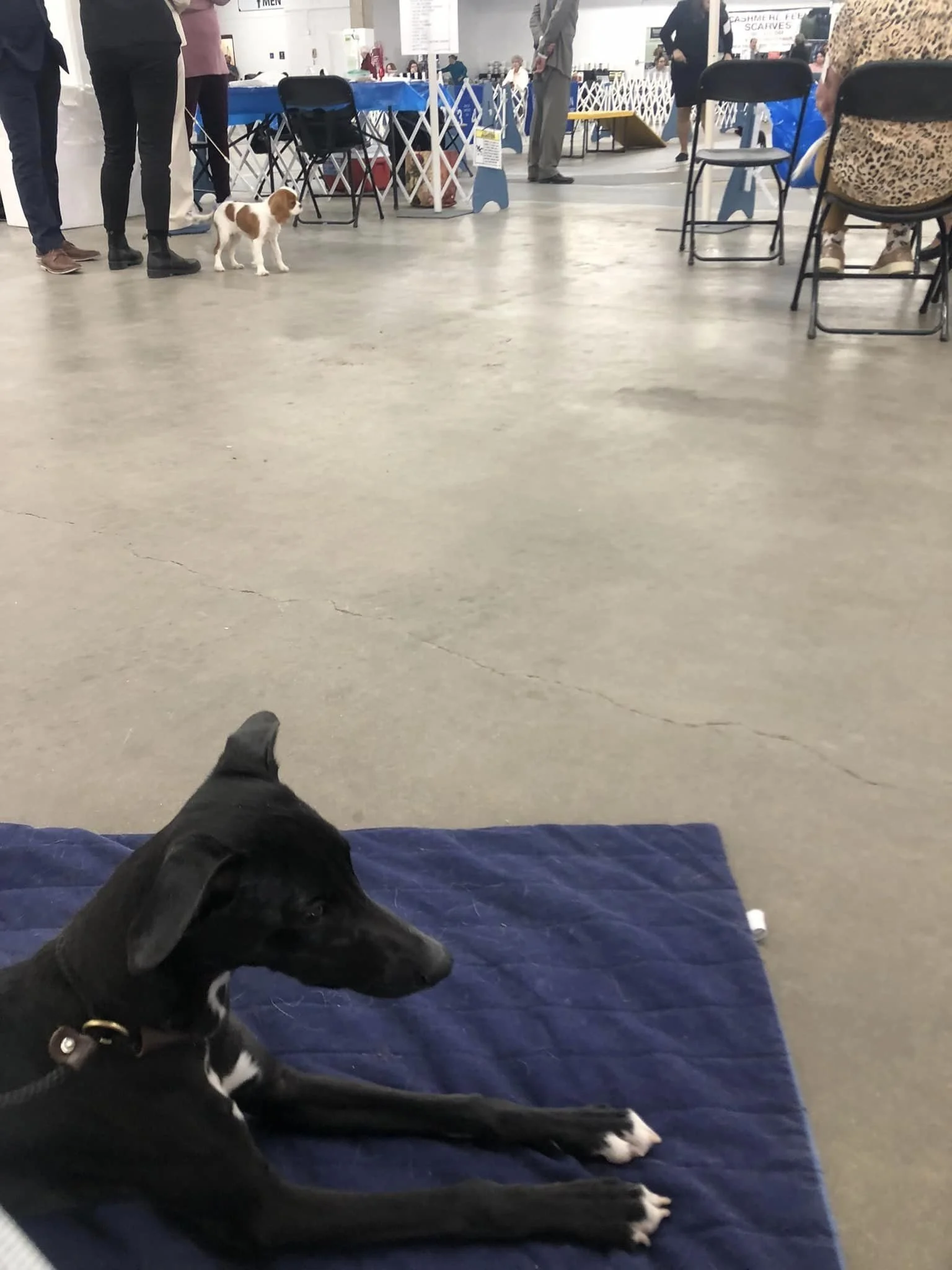 Indoor dog show with black dog lying on blue mat in foreground, small brown-and-white dog standing near people and tables in background.