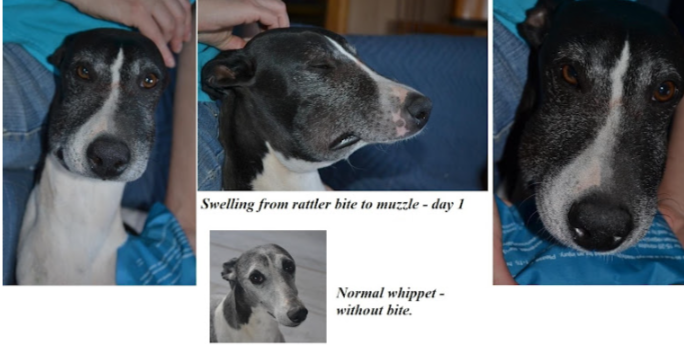 rattlesnake bite to dog