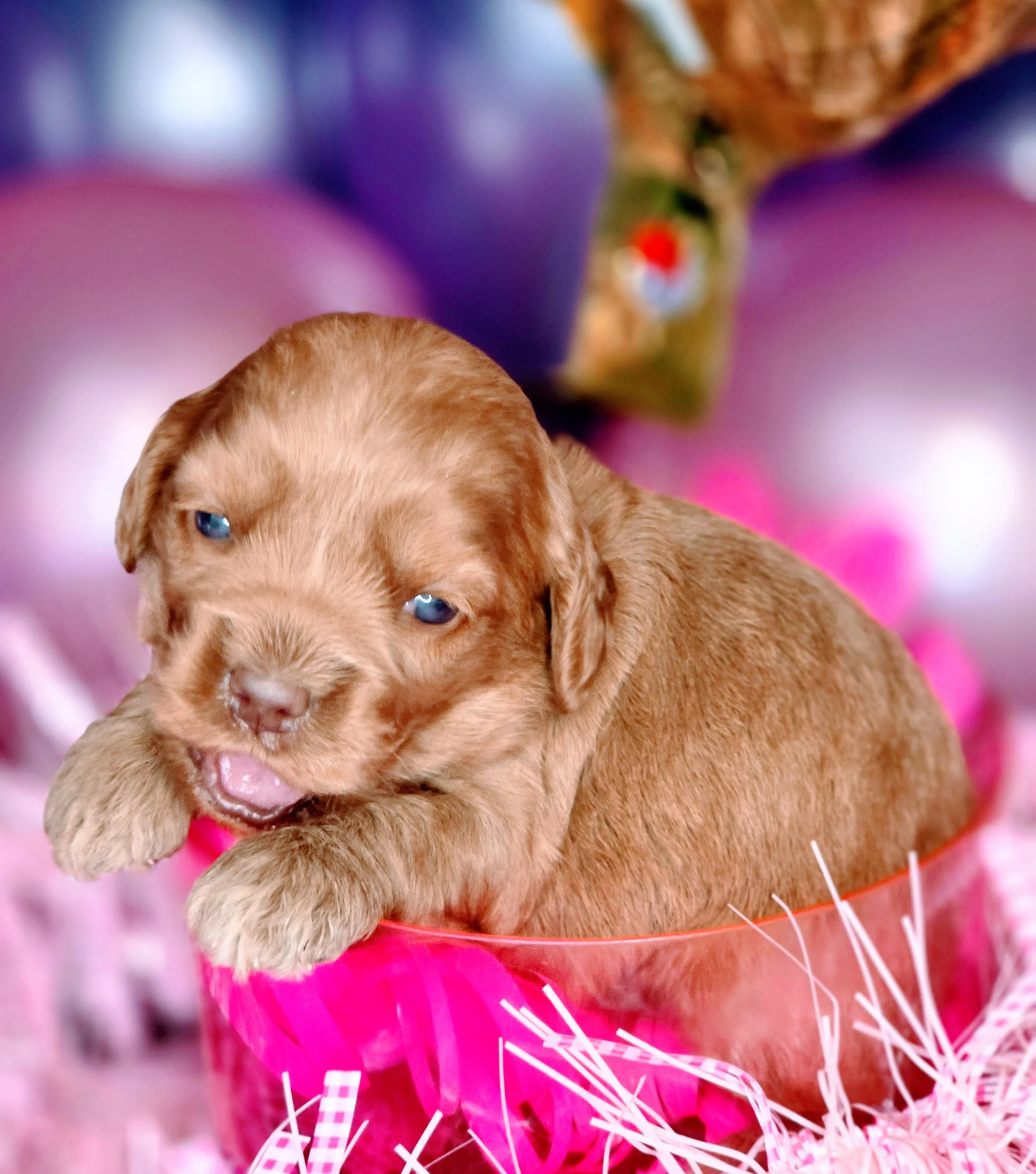 Chevelle - pink (2).jpg