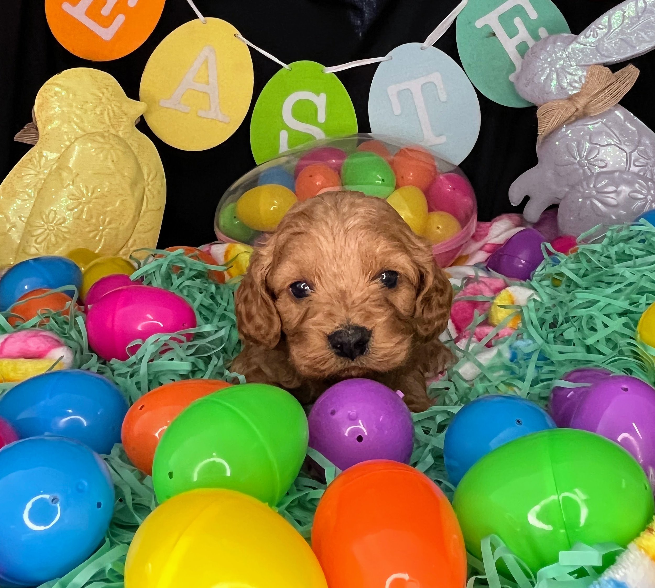 Hemi 04032026 (1).jpg