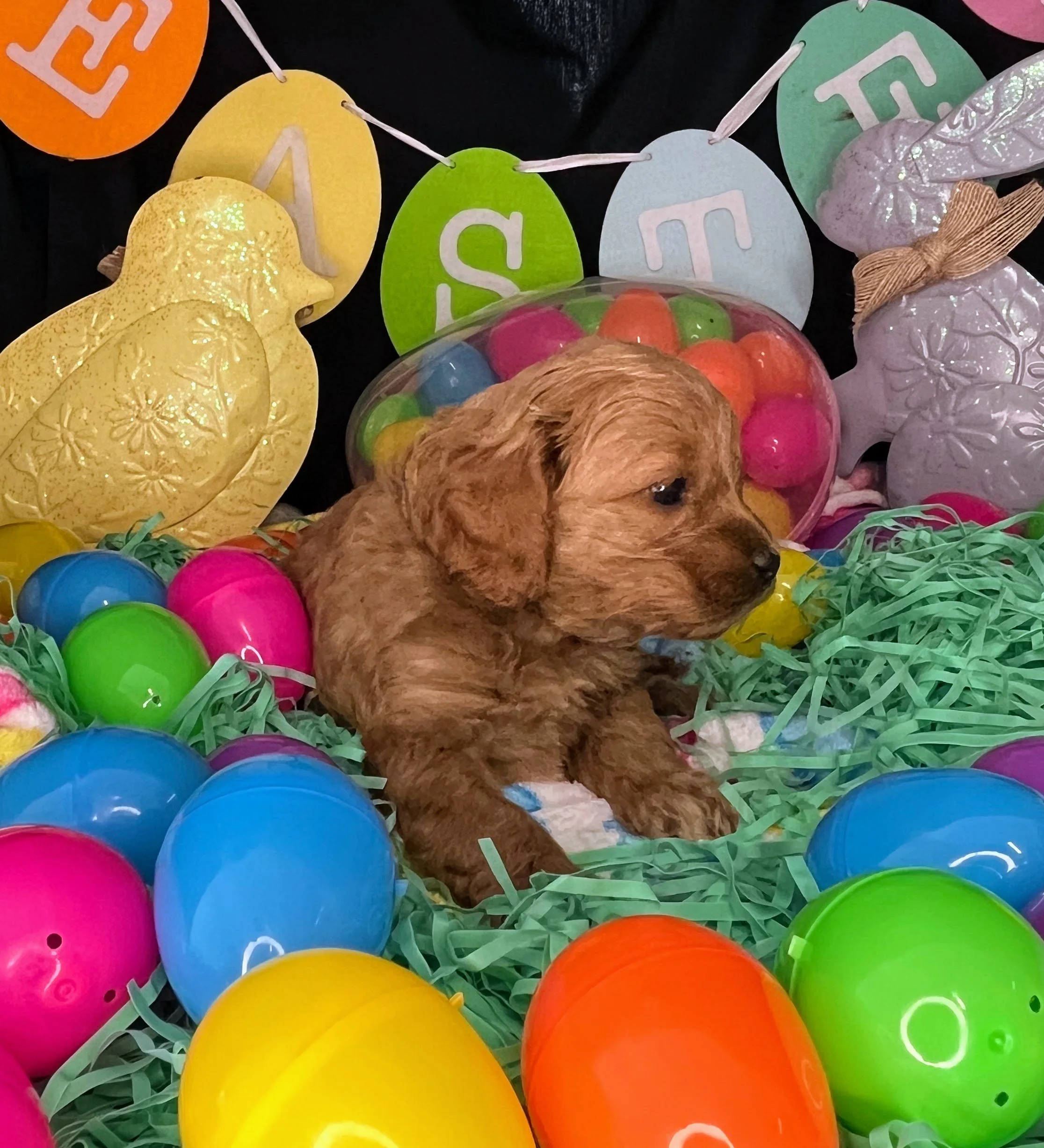 Vega 04032026 (4).jpg