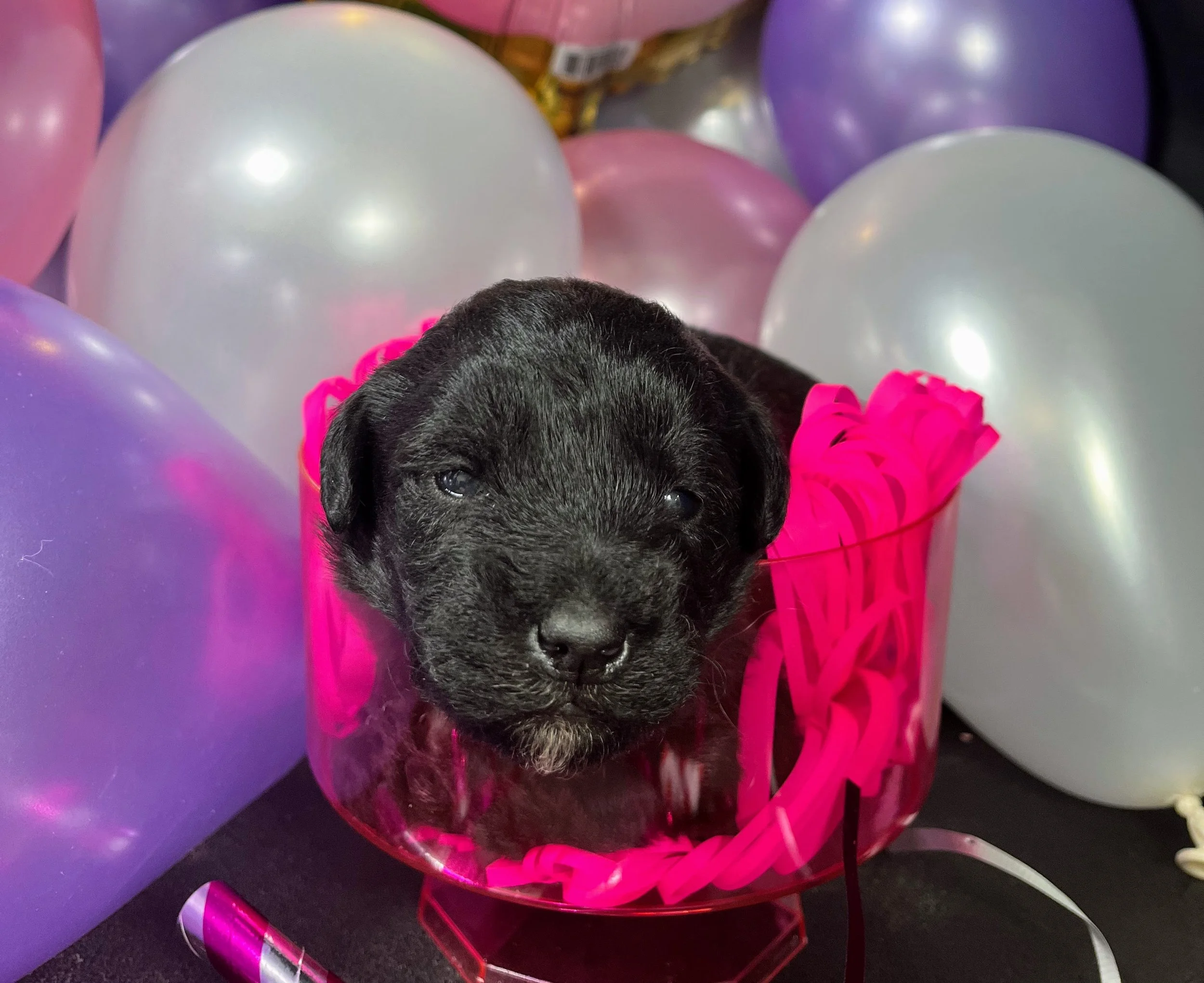 Orange girl - Rolo (5).jpg