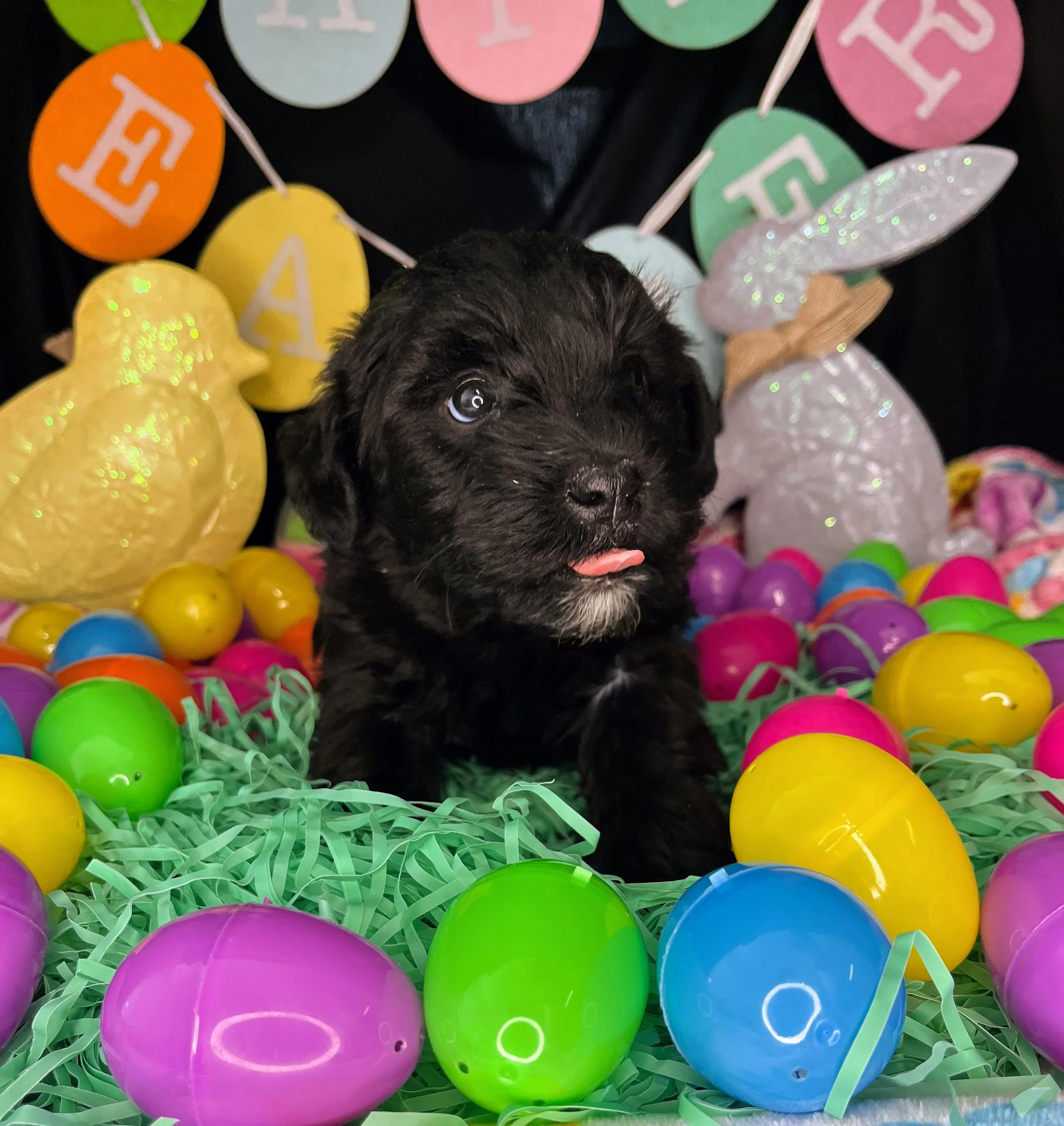 Rolo 04032026 (1).jpg