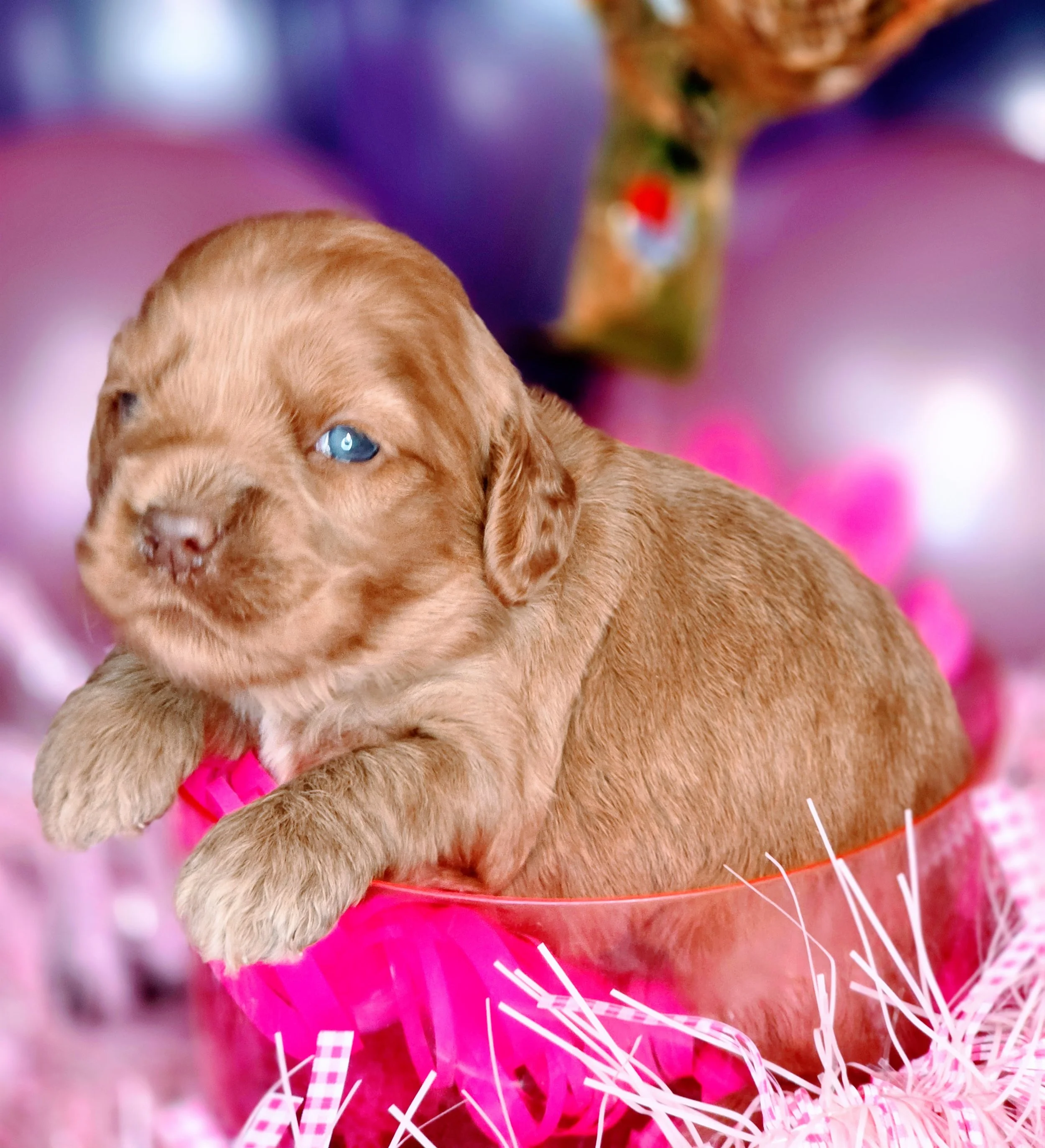 Chevelle - pink (3).jpg