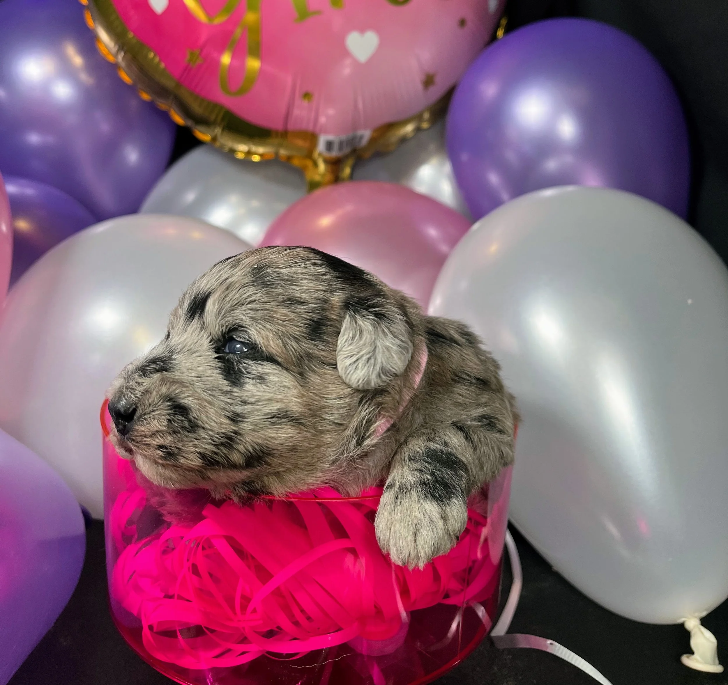 Pink girl - Twix (2).jpg