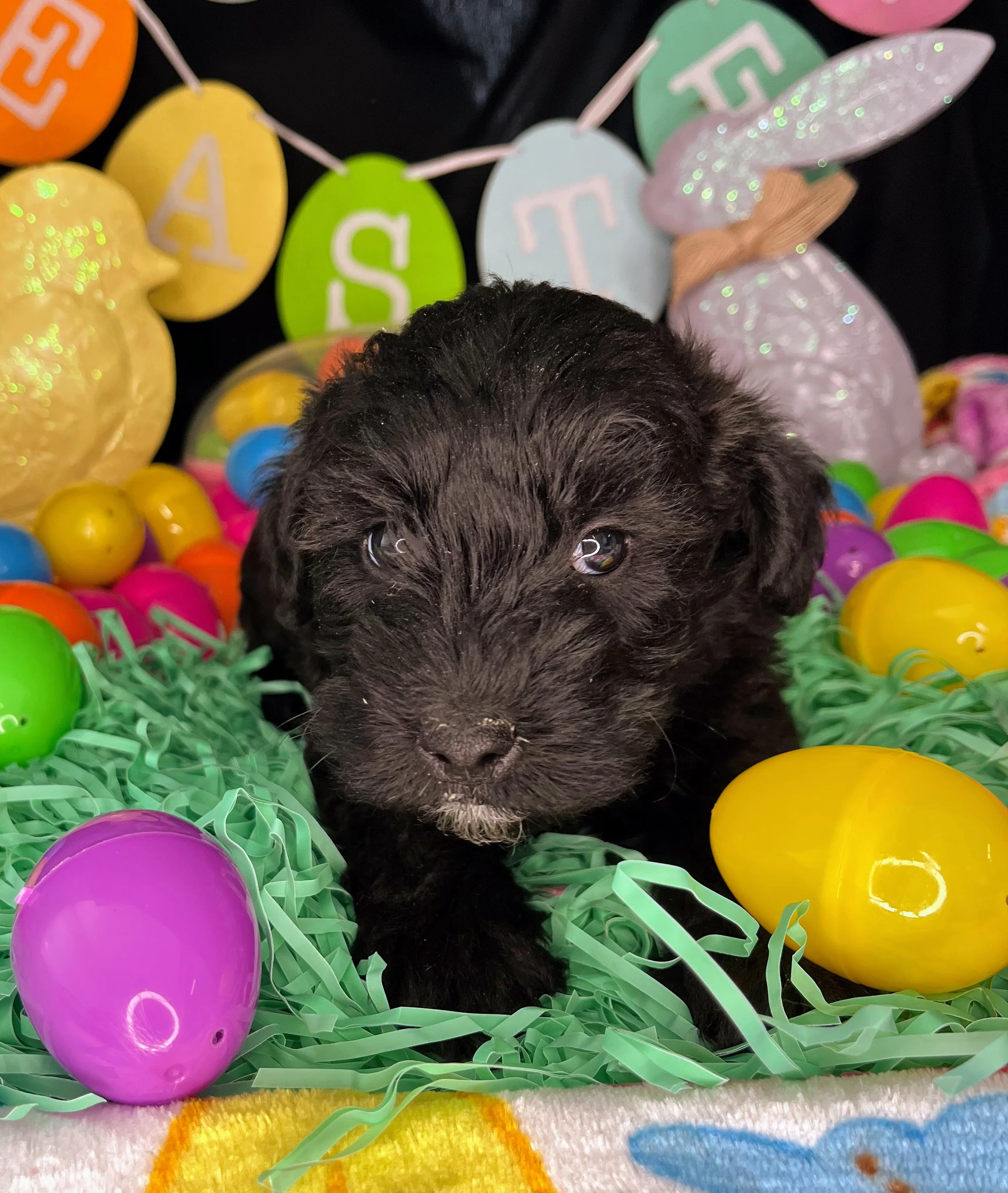 Rolo 04032026 (3).jpg