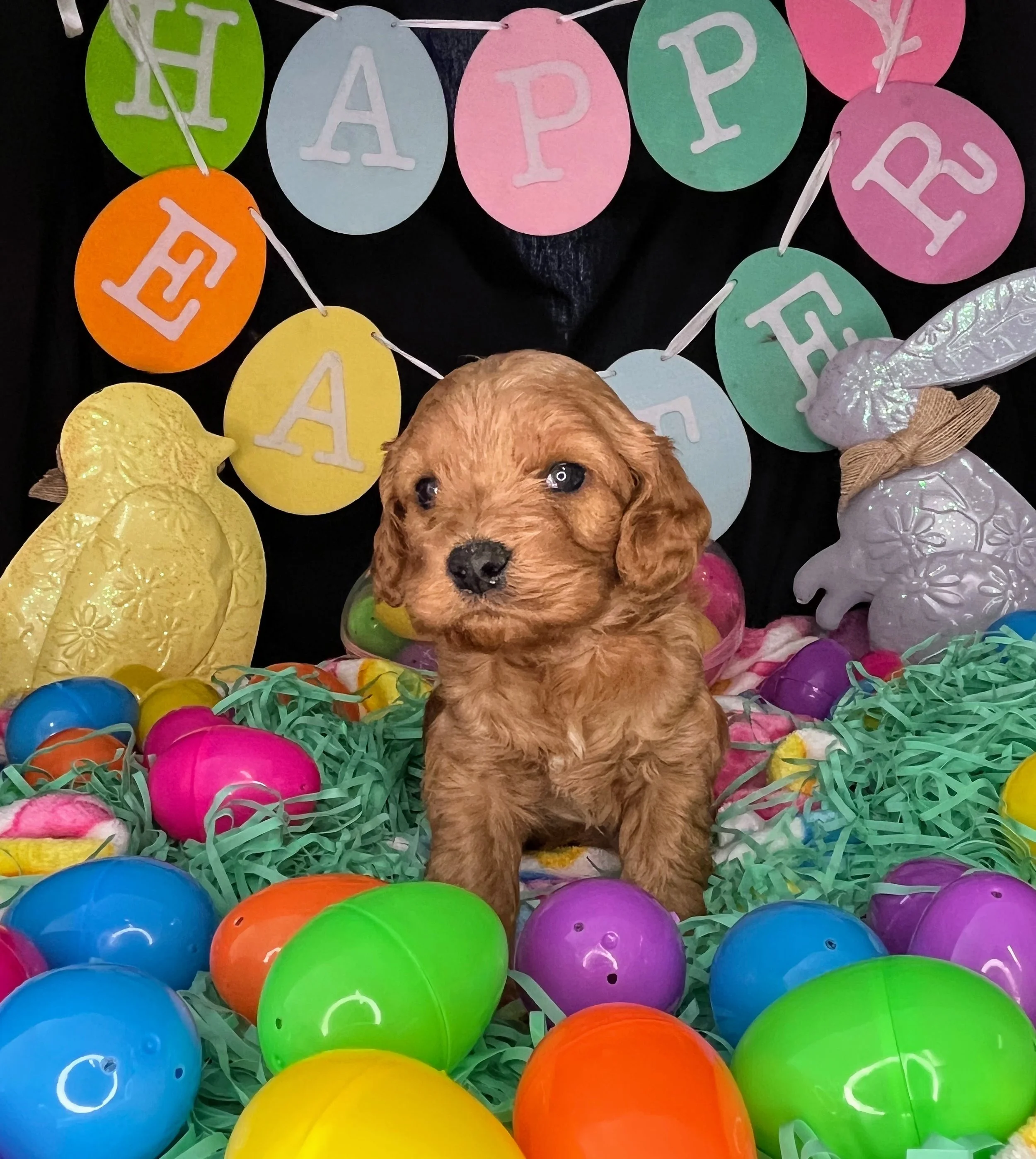 Hemi 04032026 (2).jpg