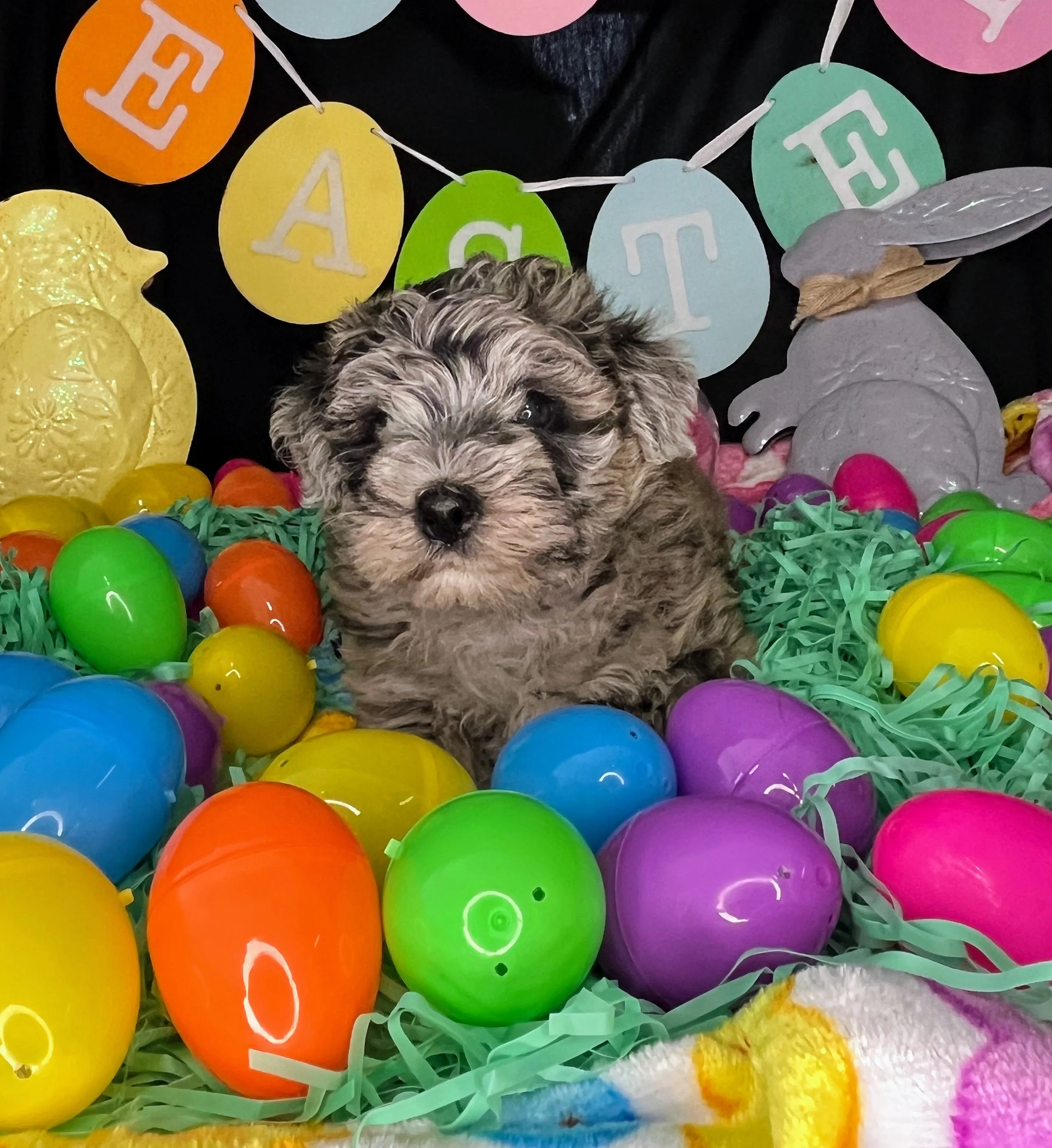 Twix 04032026 (4).jpg