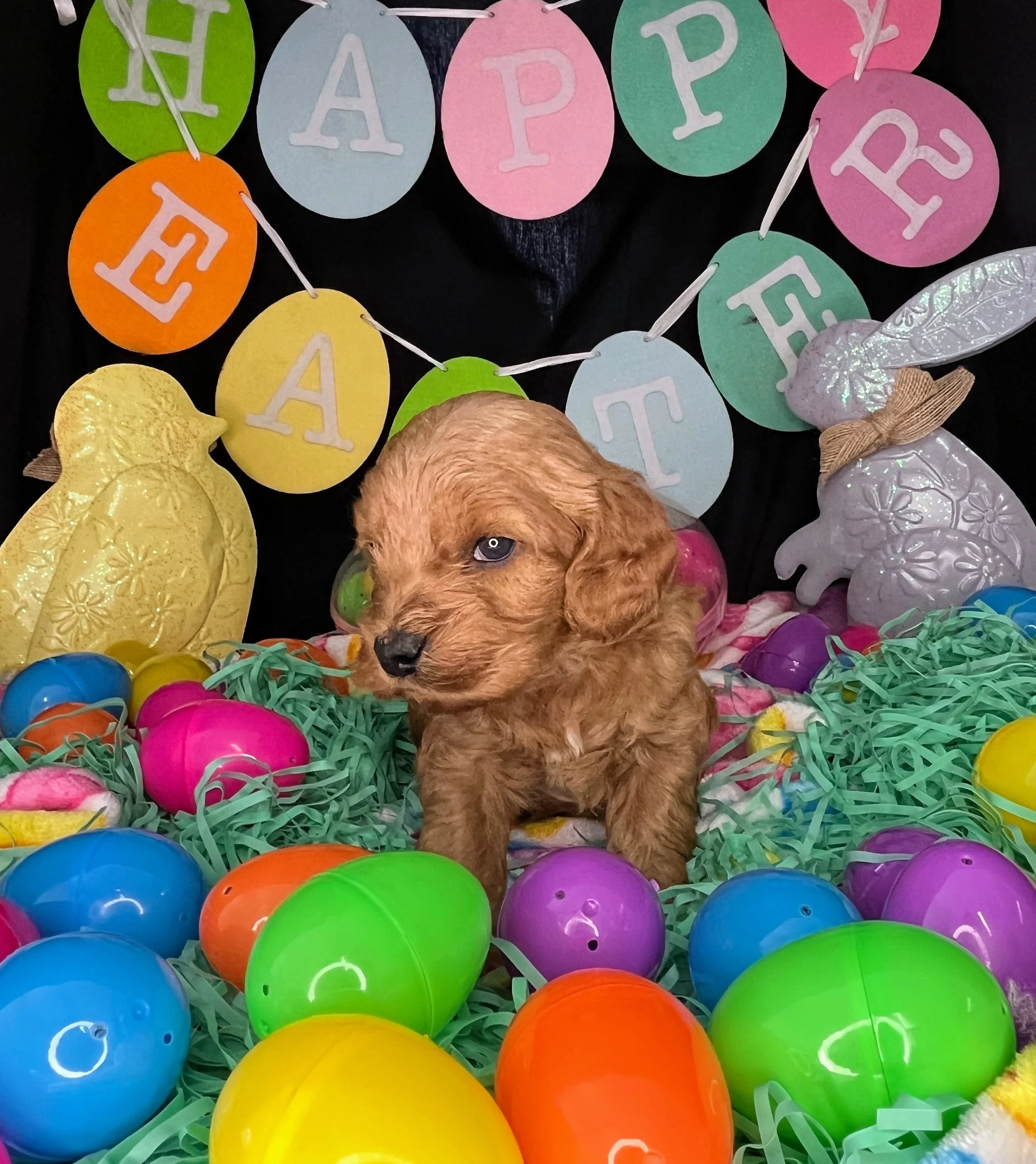 Hemi 04032026 (3).jpg