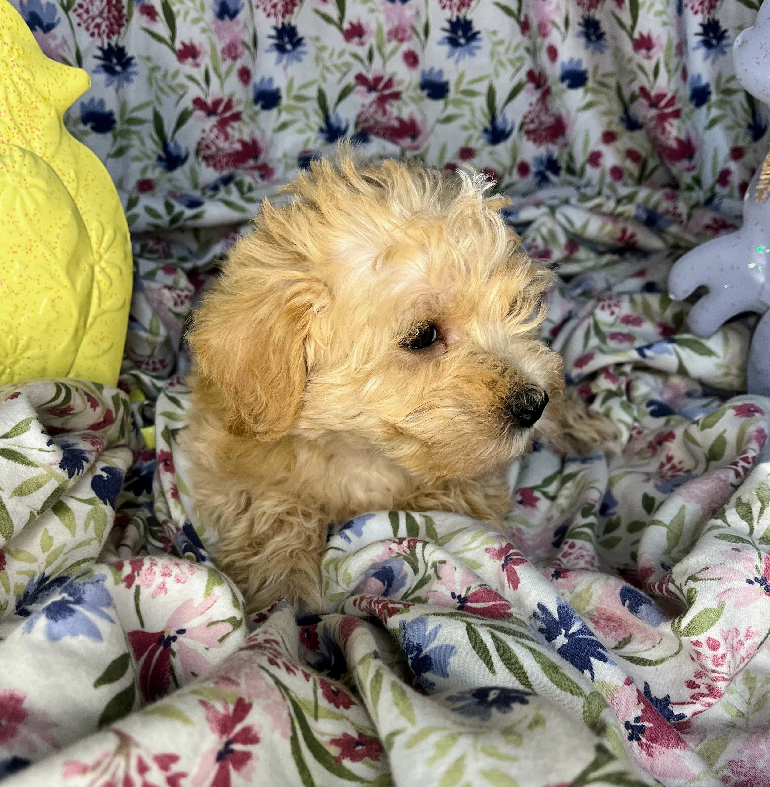 Snickers 04132026 (2).jpg