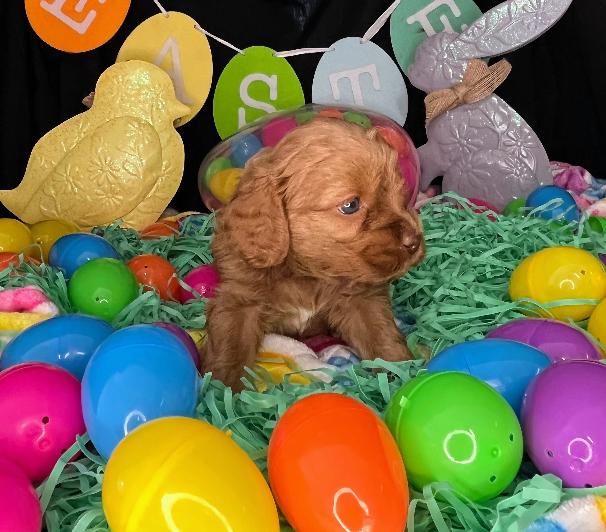 Chevelle 04032026 (2).jpg