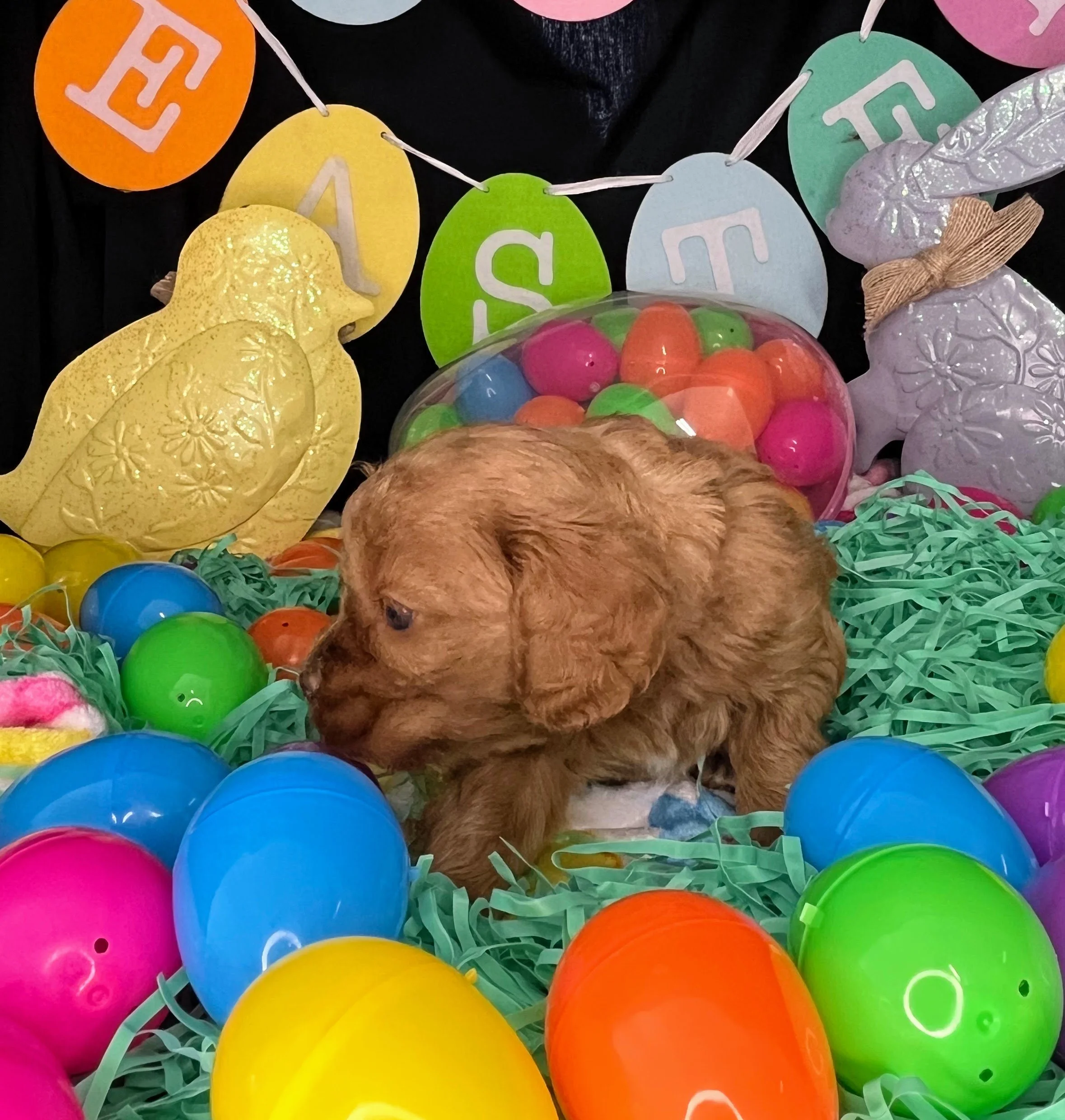 Chevelle 04032026 (1).jpg