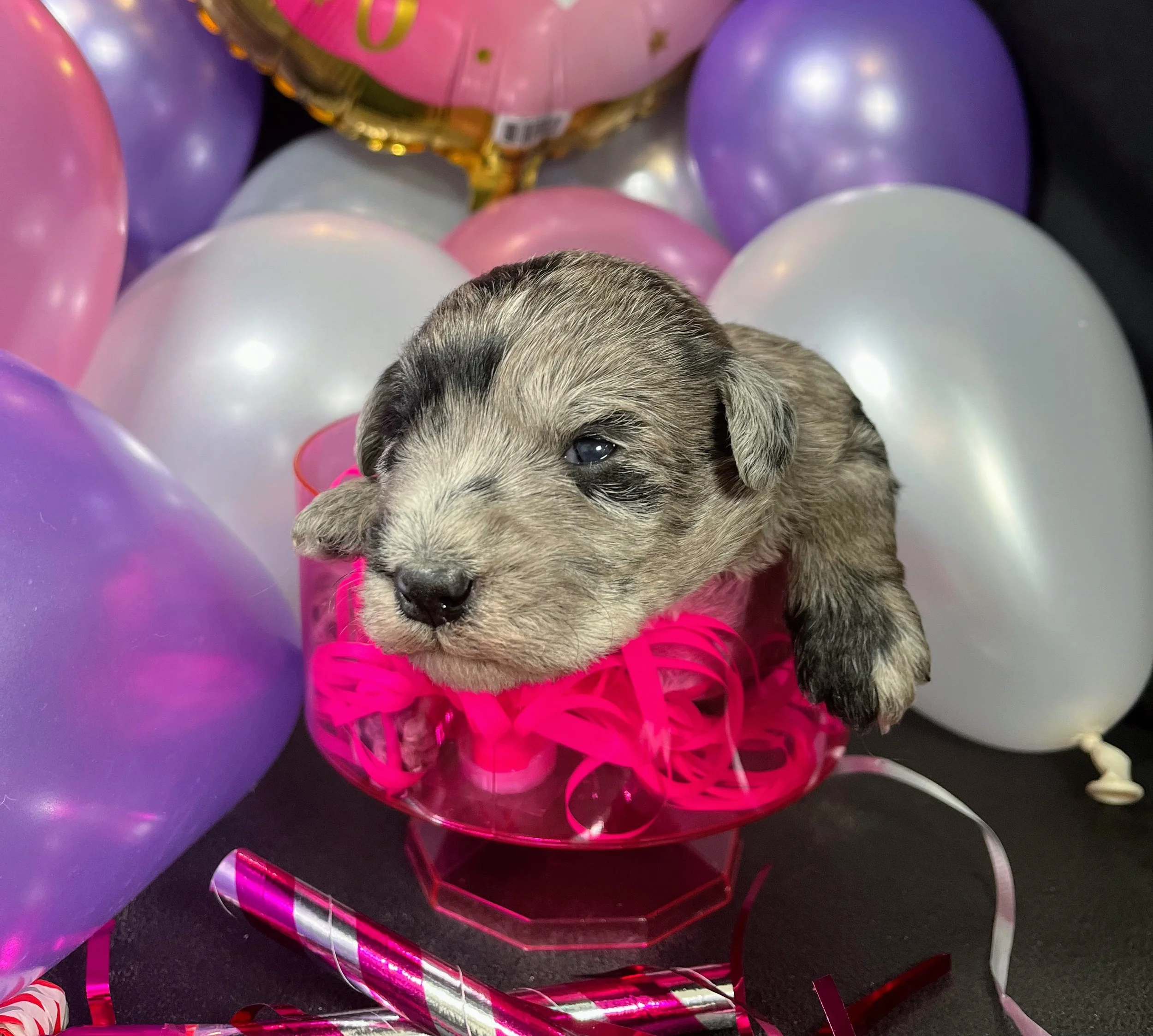 Yellow girl - Lindor (5).jpg