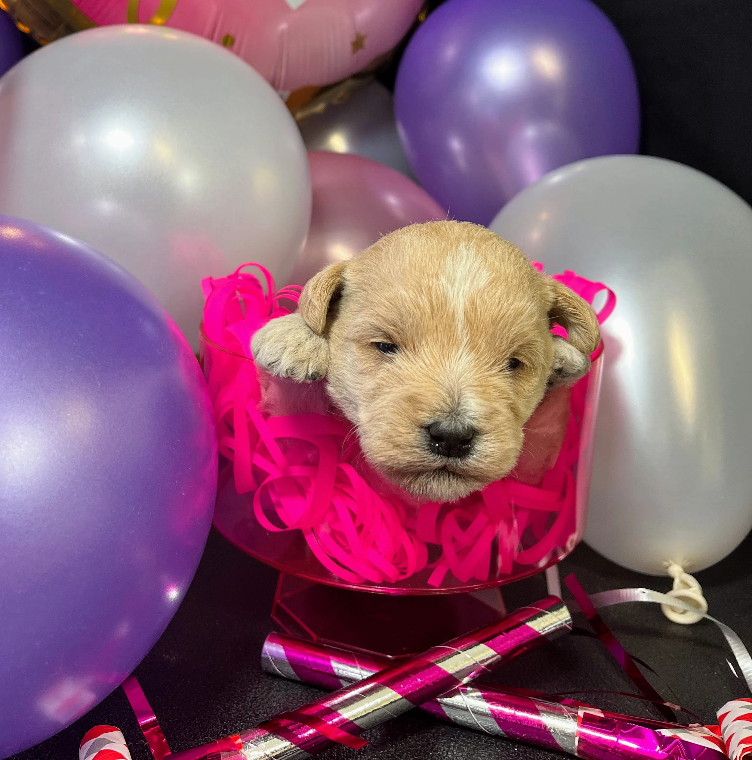 Brown girl - Snickers (4).jpg