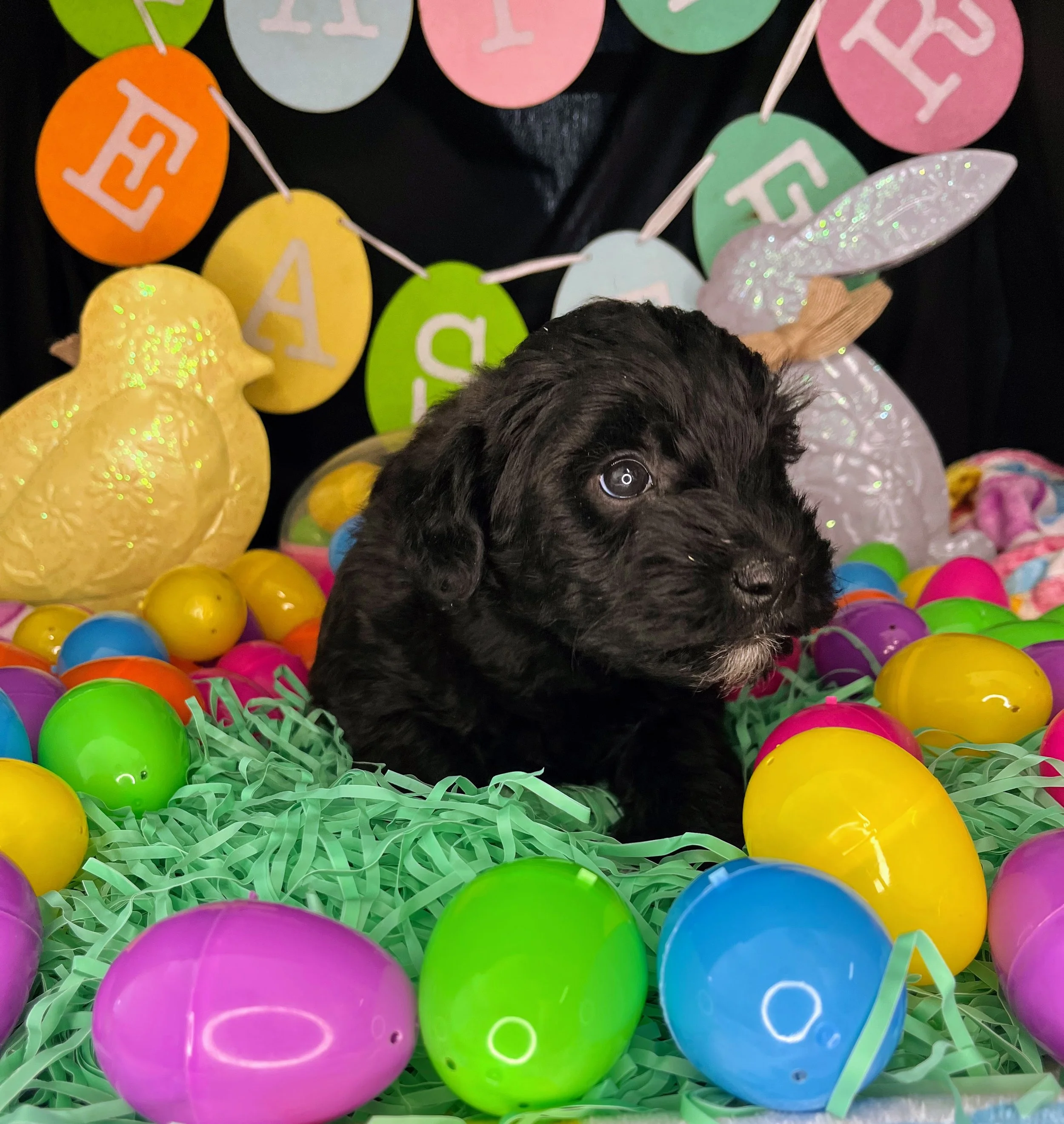 Rolo 04032026 (2).jpg