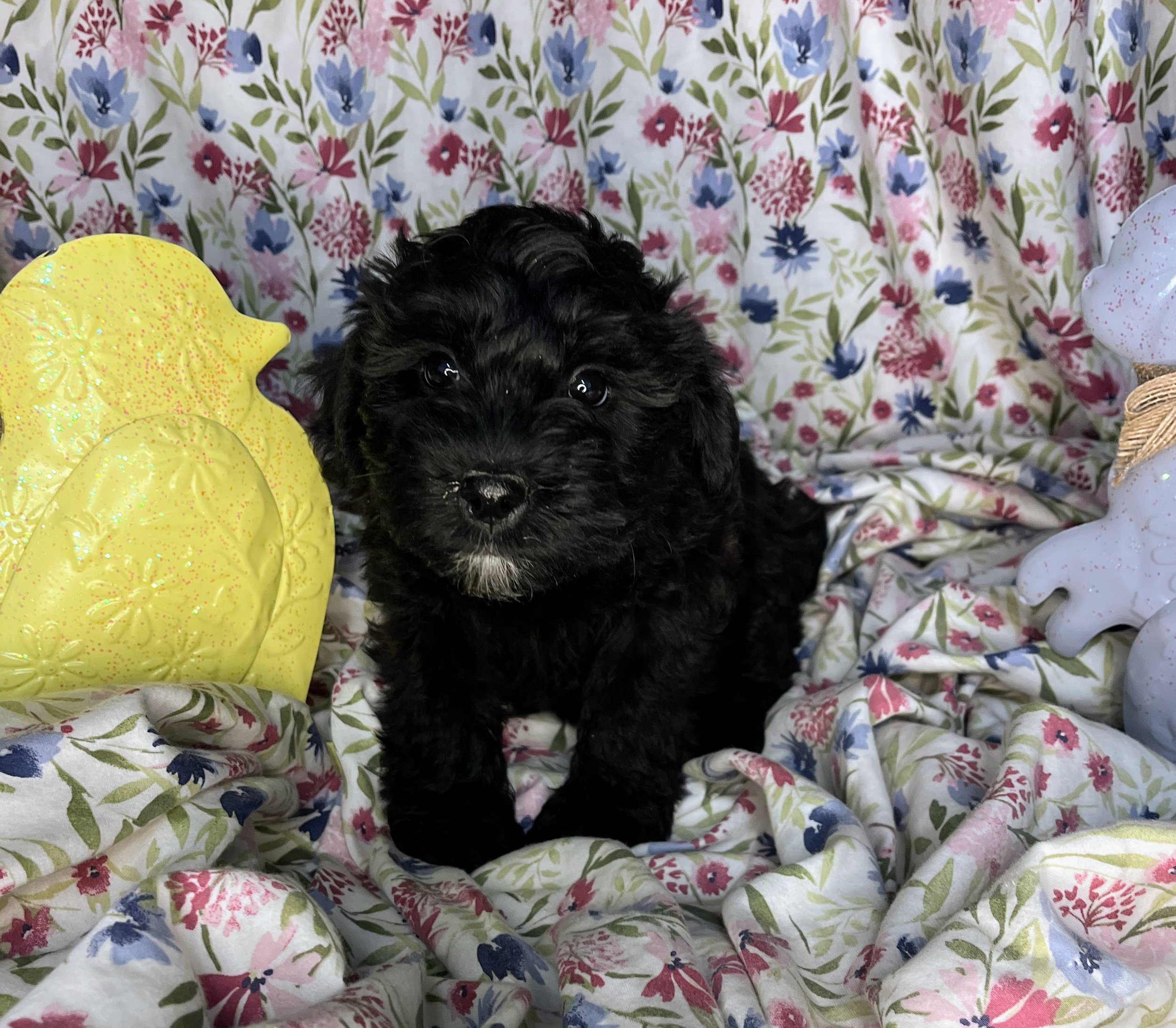 Rolo 04132026 (2).jpg