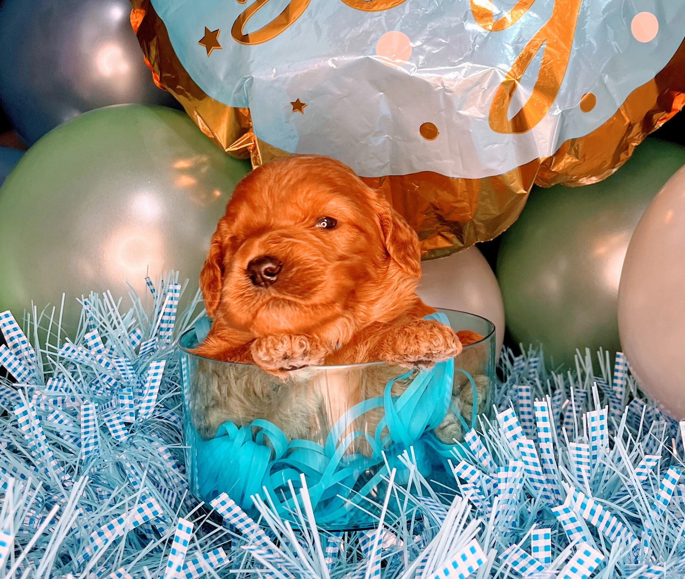 Monte - blue (3).jpg