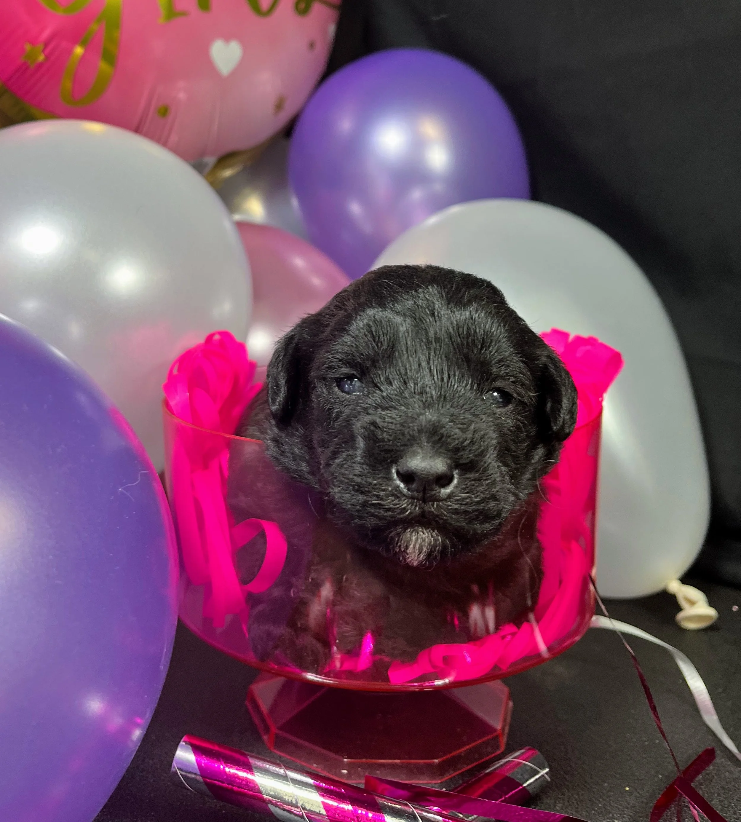 Orange girl - Rolo (3).jpg