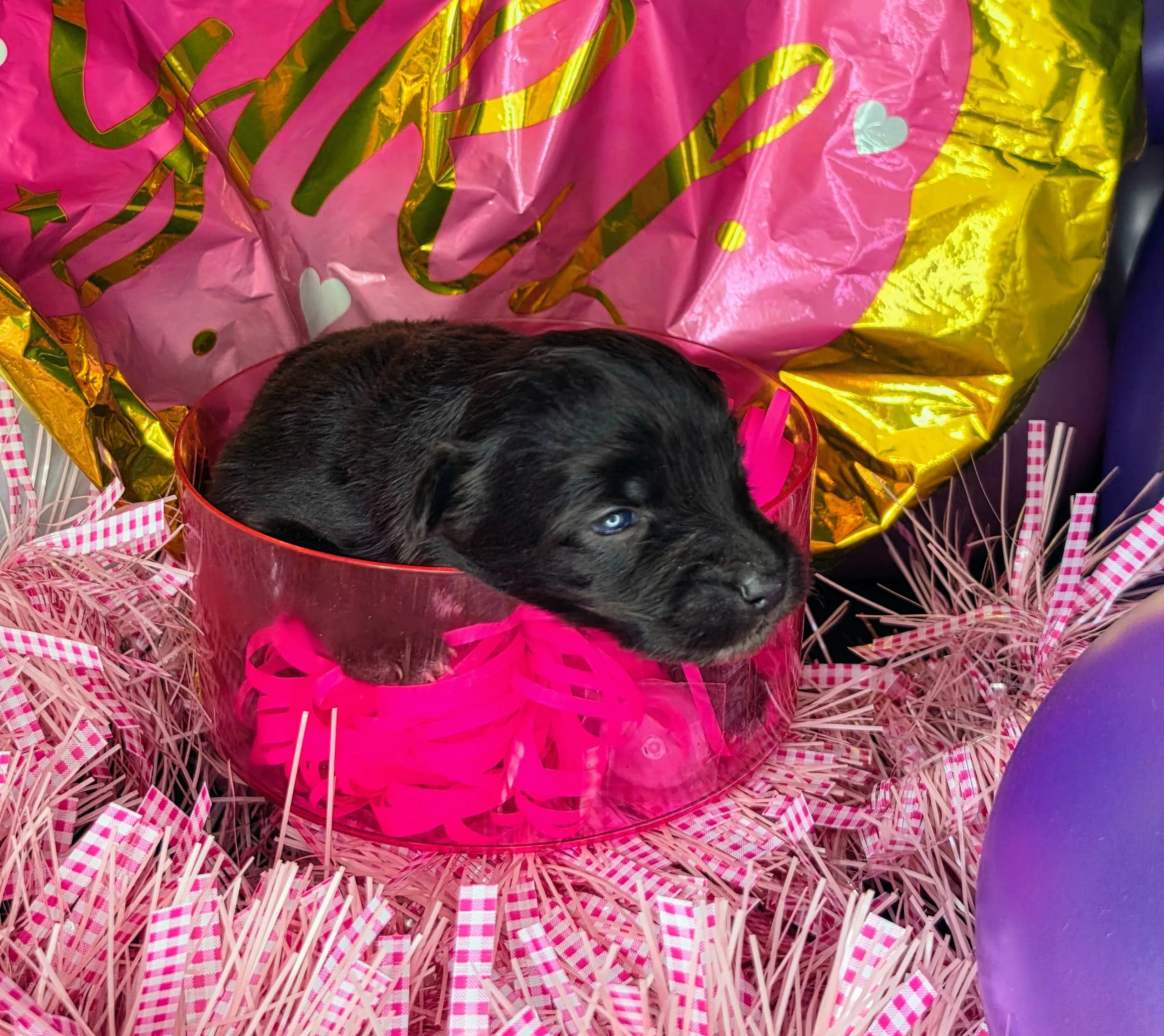 Obi (pink) - 05172026 (3).jpg