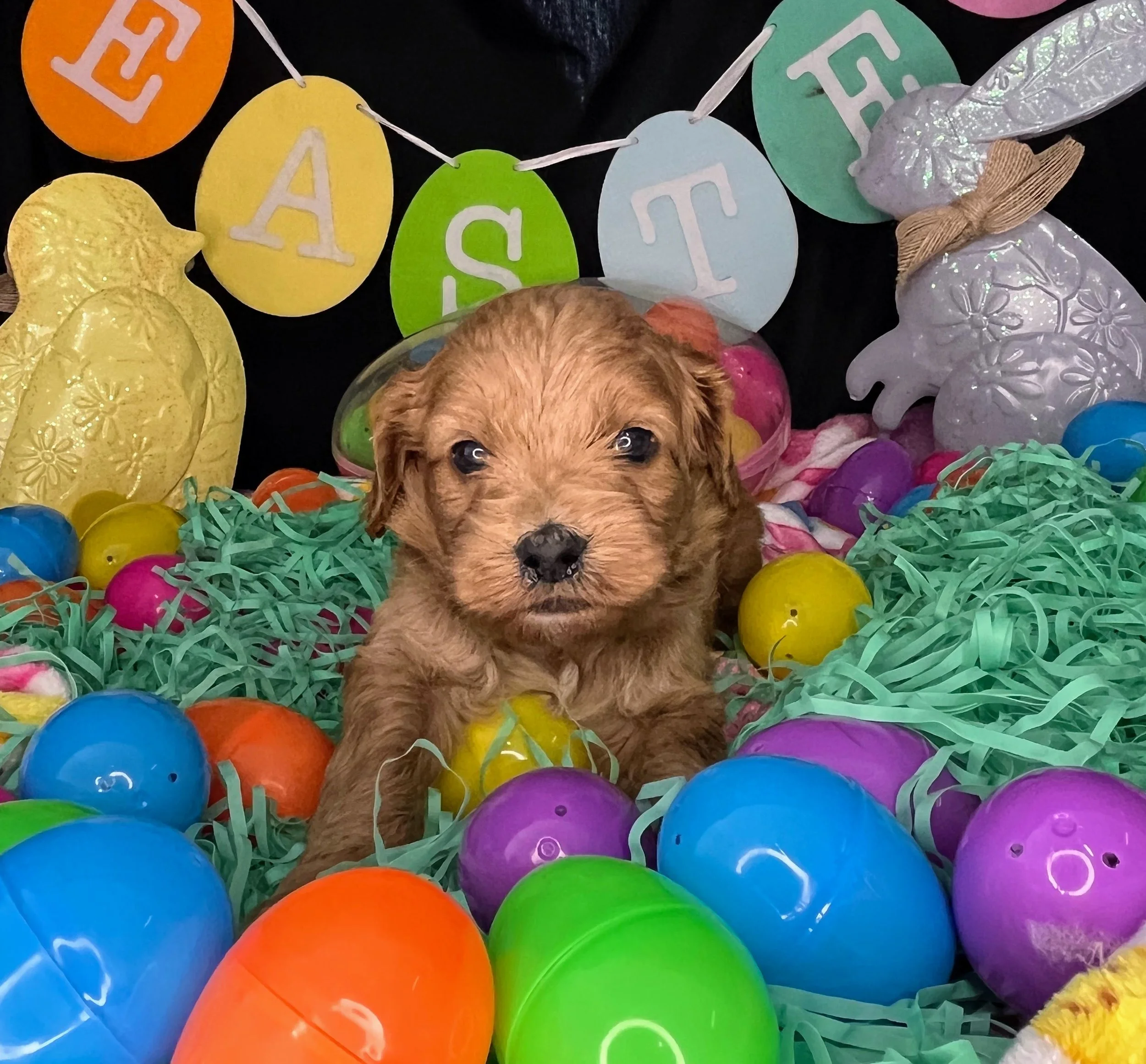 Astro 04032026 (4).jpg