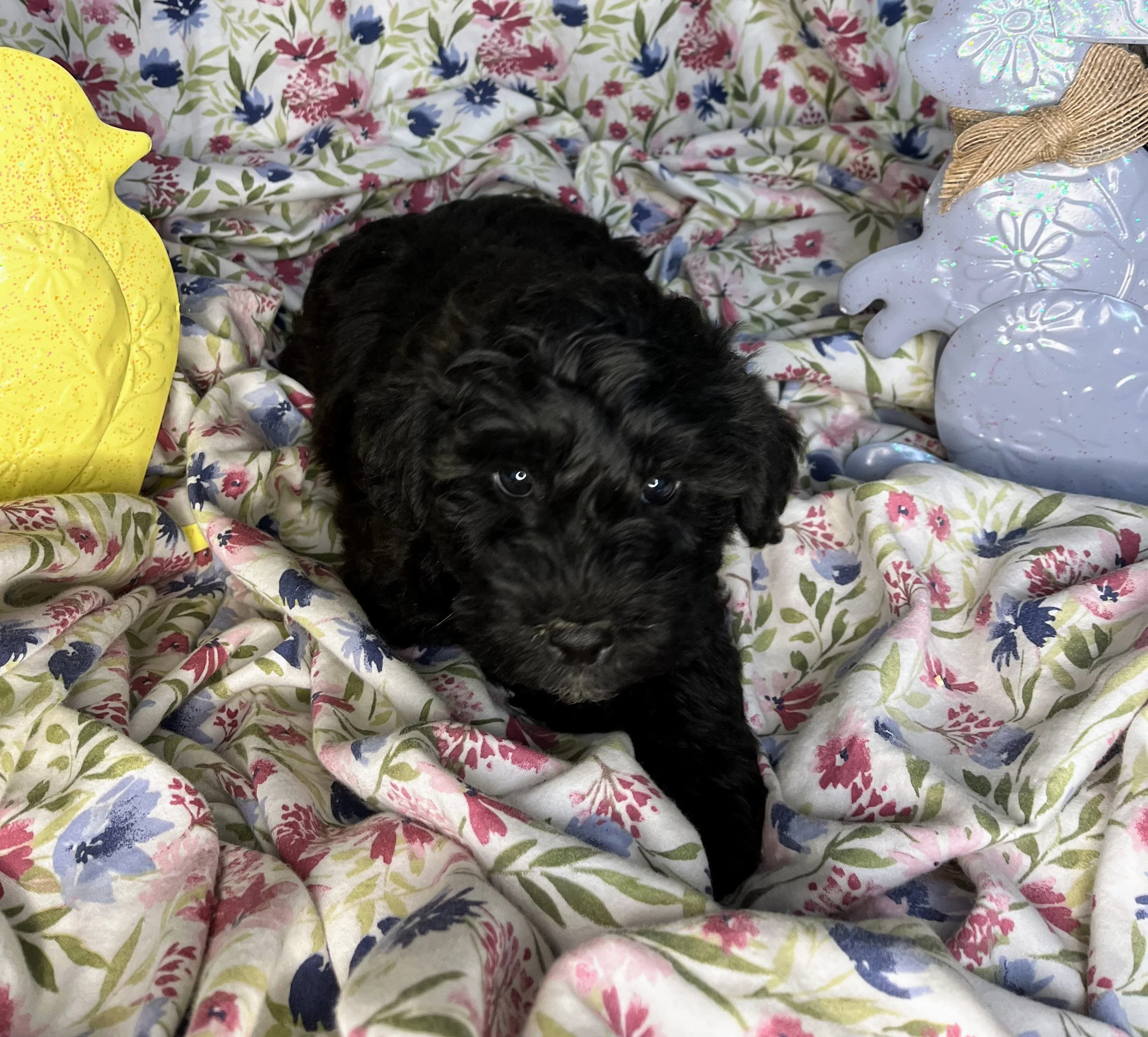 Rolo 04132026 (1).jpg