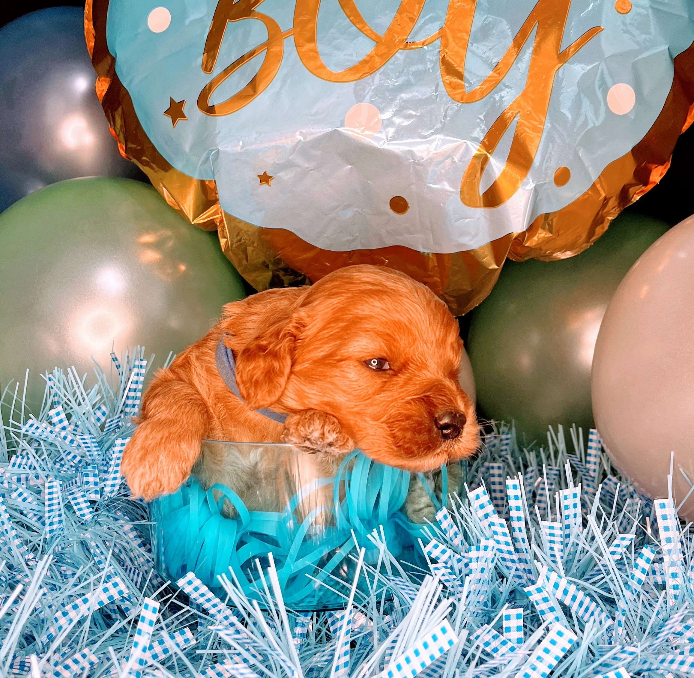 Monte - blue (4).jpg