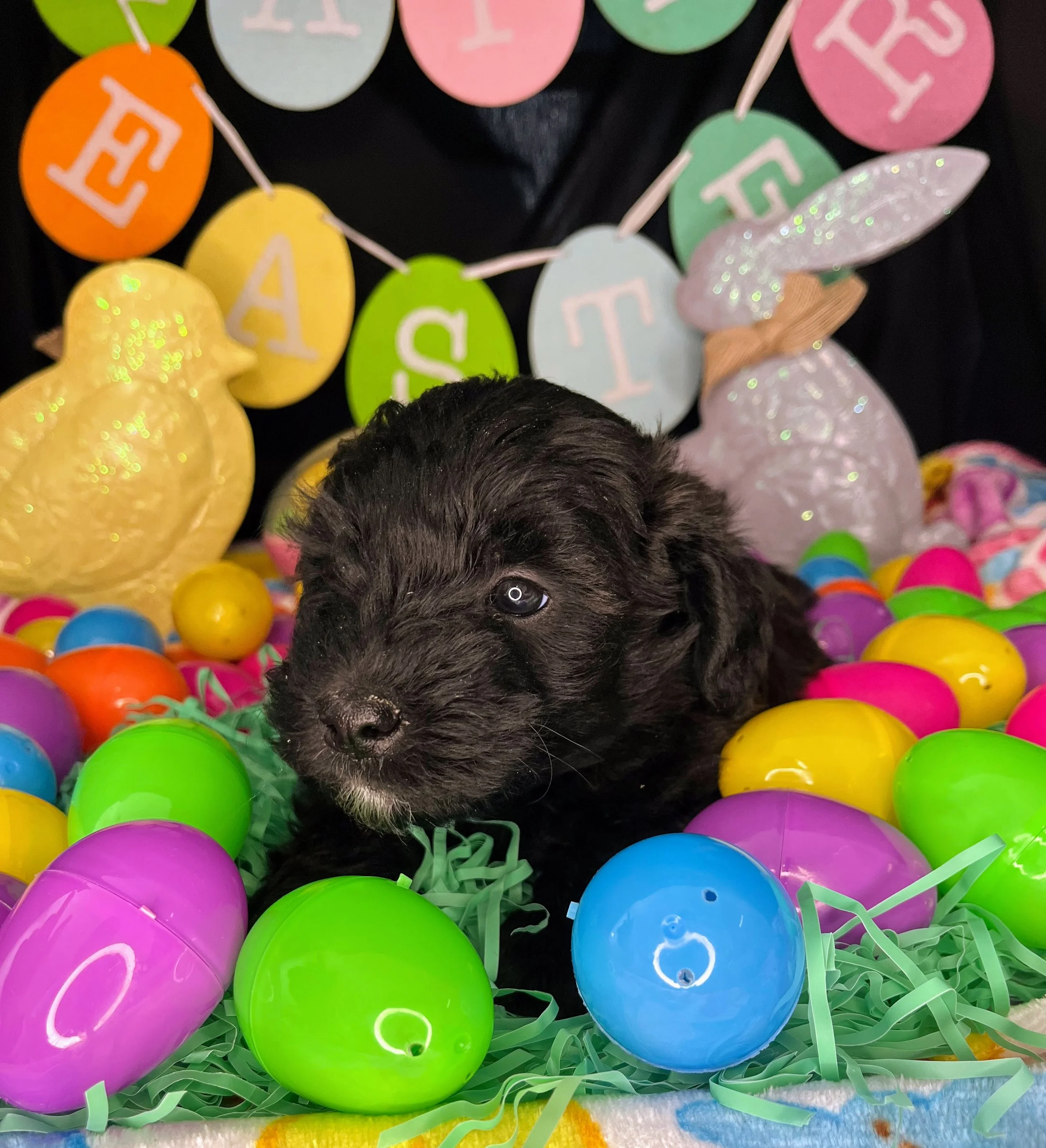 Rolo 04032026 (5).jpg