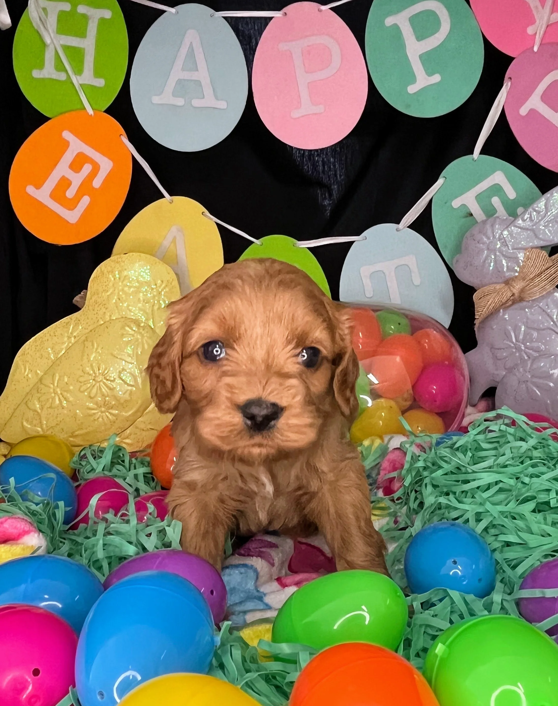 Caprice 04032026 (2).jpg